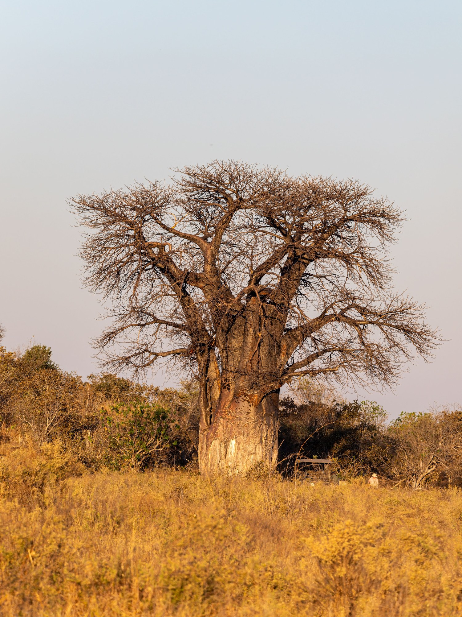 Solitary ancient baobab tree standing in dry African savanna grassland