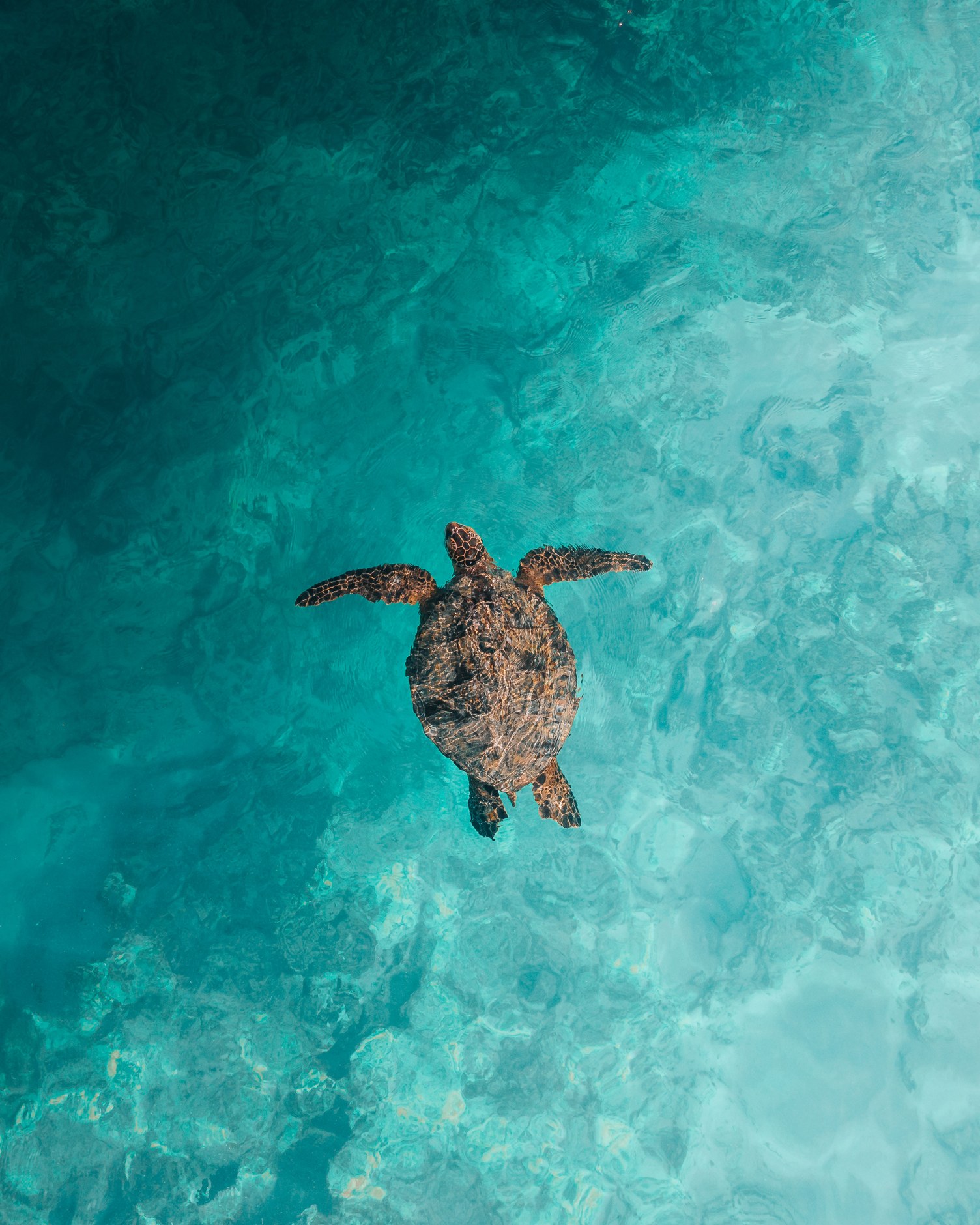 A wild sea turtle swimming peacefully through transparent turquoise Caribbean shallows