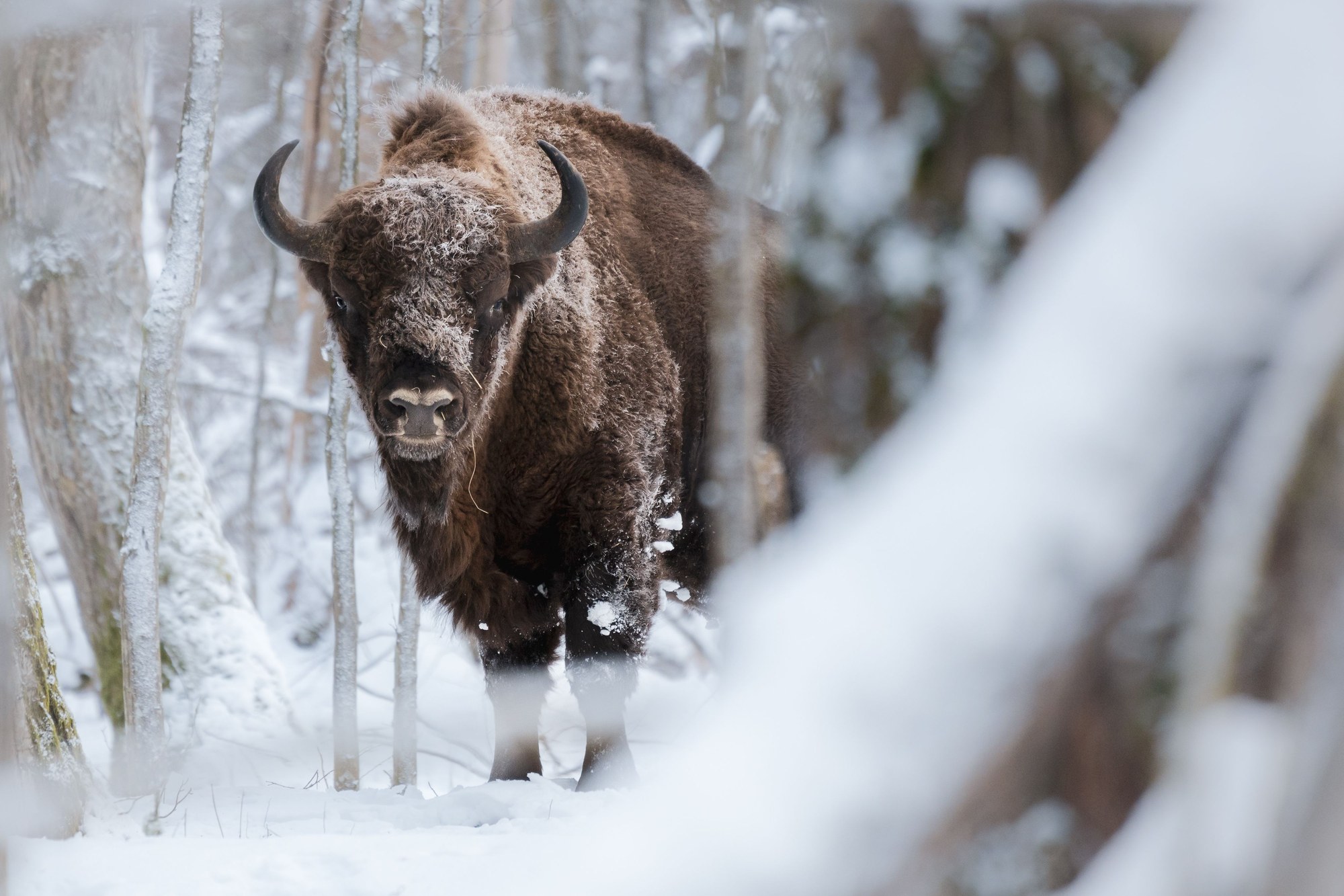 European bison (zubr) standing majestically among the ancient trees of the primeval Belovezhskaya Pushcha forest