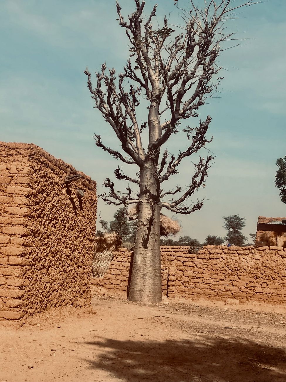 Ancient baobab tree standing beside traditional mud-brick homesteads and granaries in rural West Africa