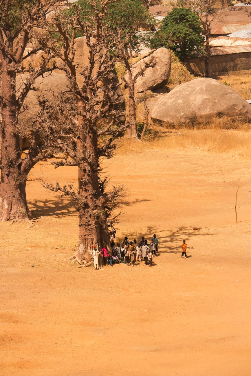 Solitary towering baobab tree spreading wide branches over dry Sahelian savannah landscape