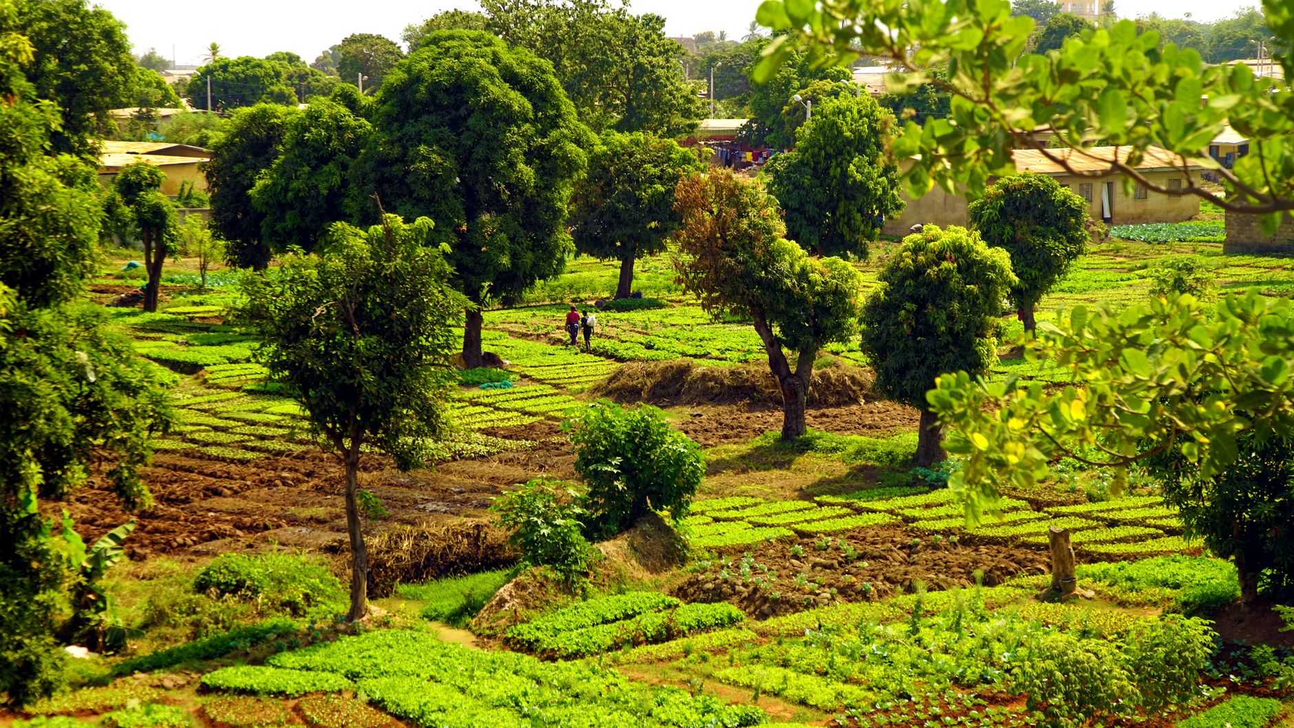 Expansive green rural agricultural fields and savannah trees near Tenkodogo in central Burkina Faso