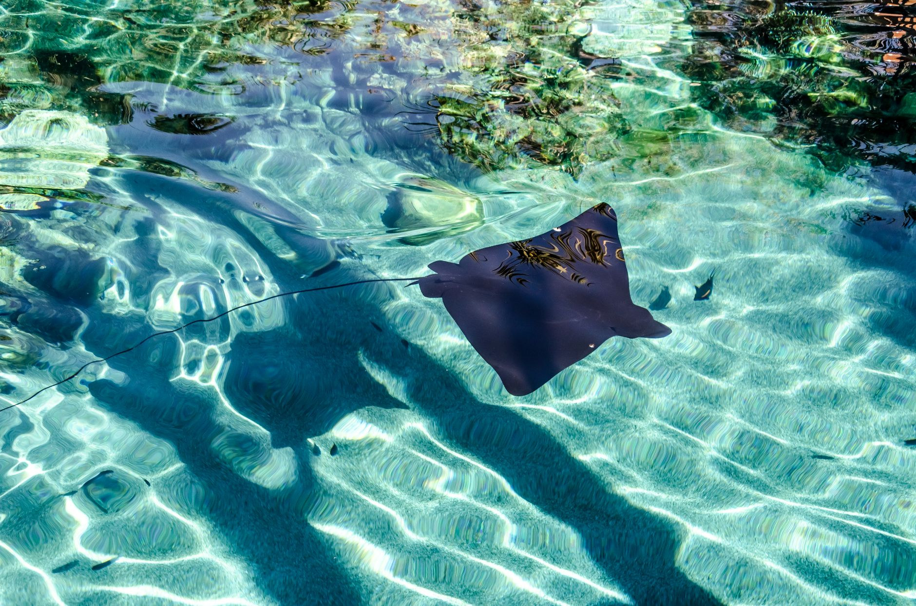 Southern stingray gliding over shallow sandbars in North Sound