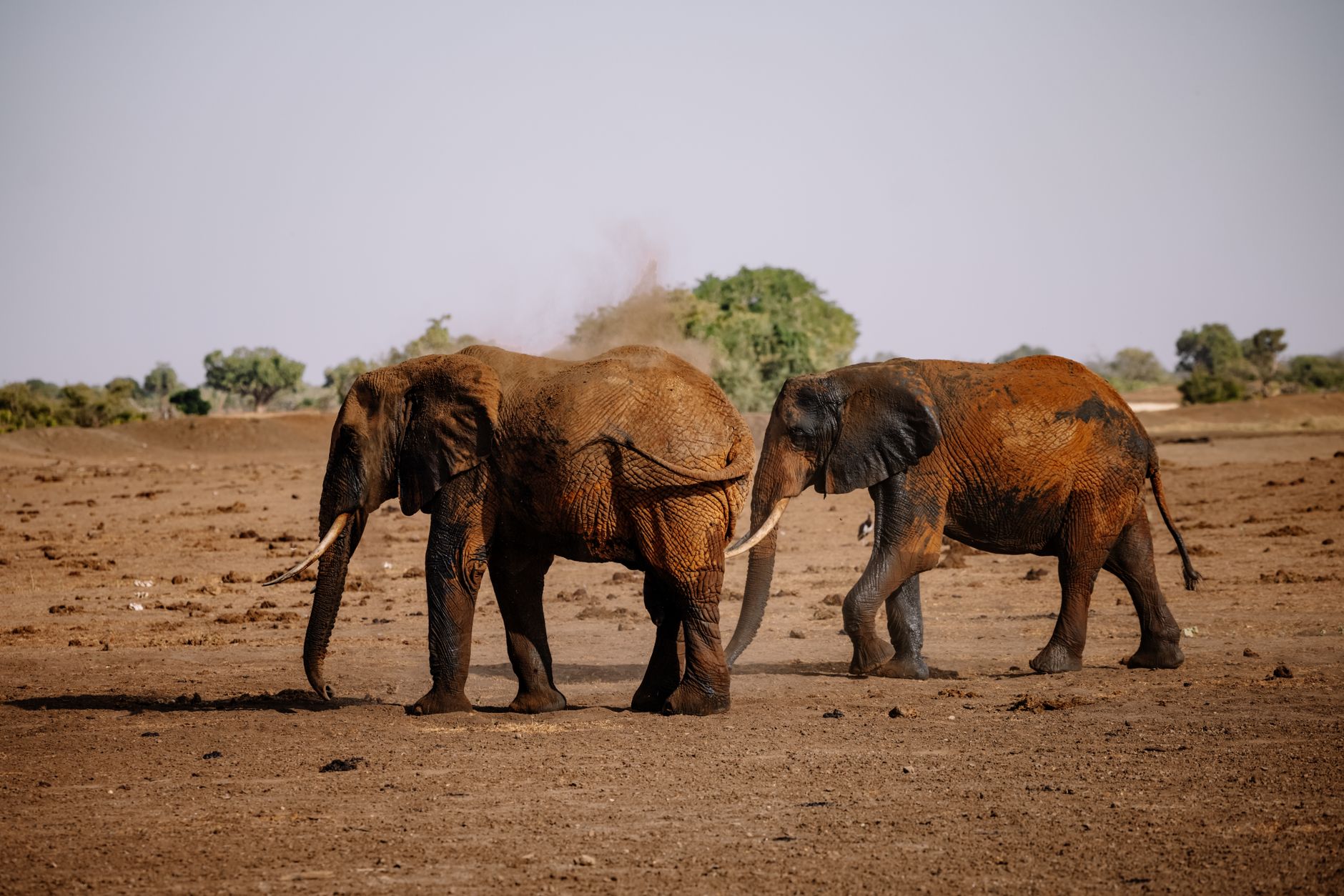 Herd of African savannah elephants walking across dry savannah scrubland in Zakouma National Park, Chad