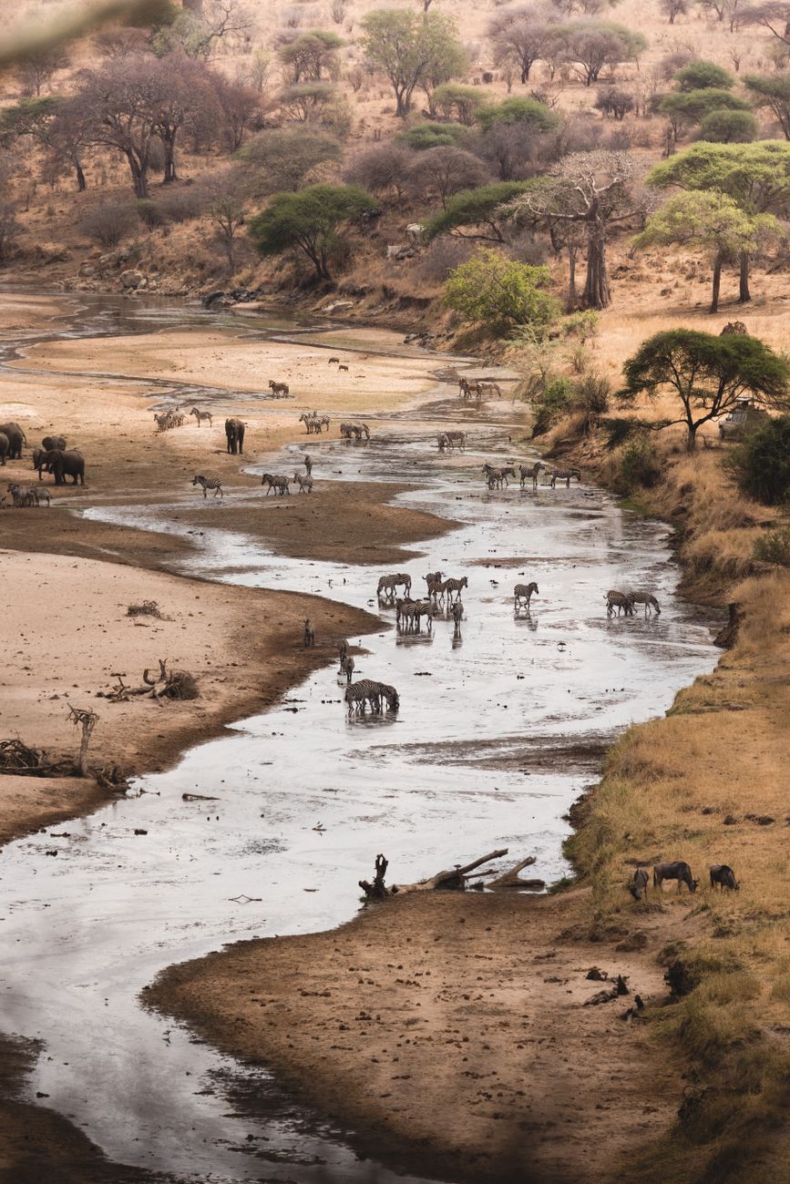 Dense concentration of wildlife gathered around a shrinking muddy watering hole in the African savannah