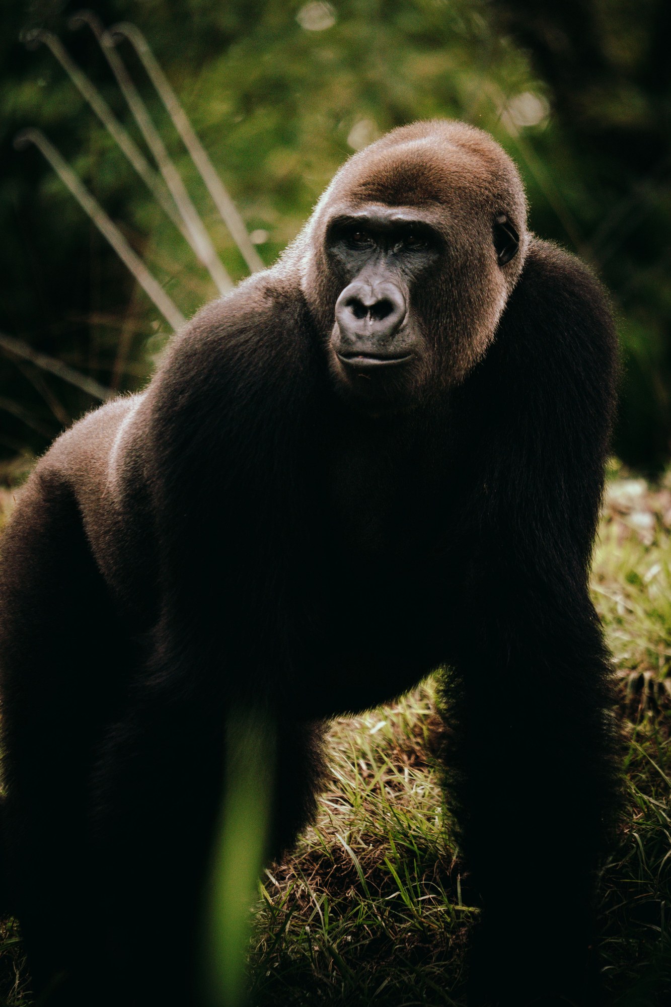 Grauer's eastern lowland gorilla resting quietly among dense montane jungle foliage