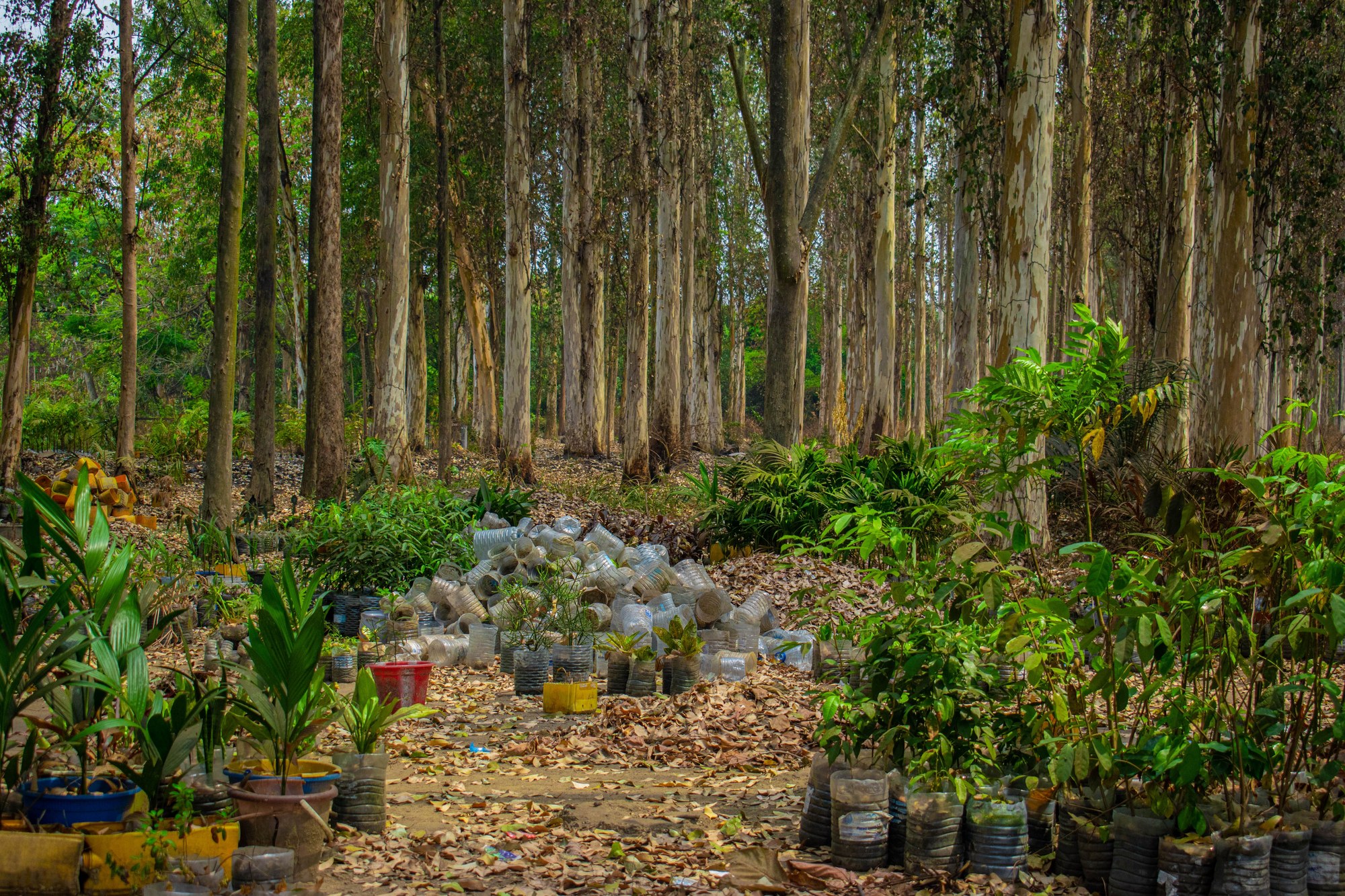 Lush tropical botanical gardens and forest flora in Brazzaville