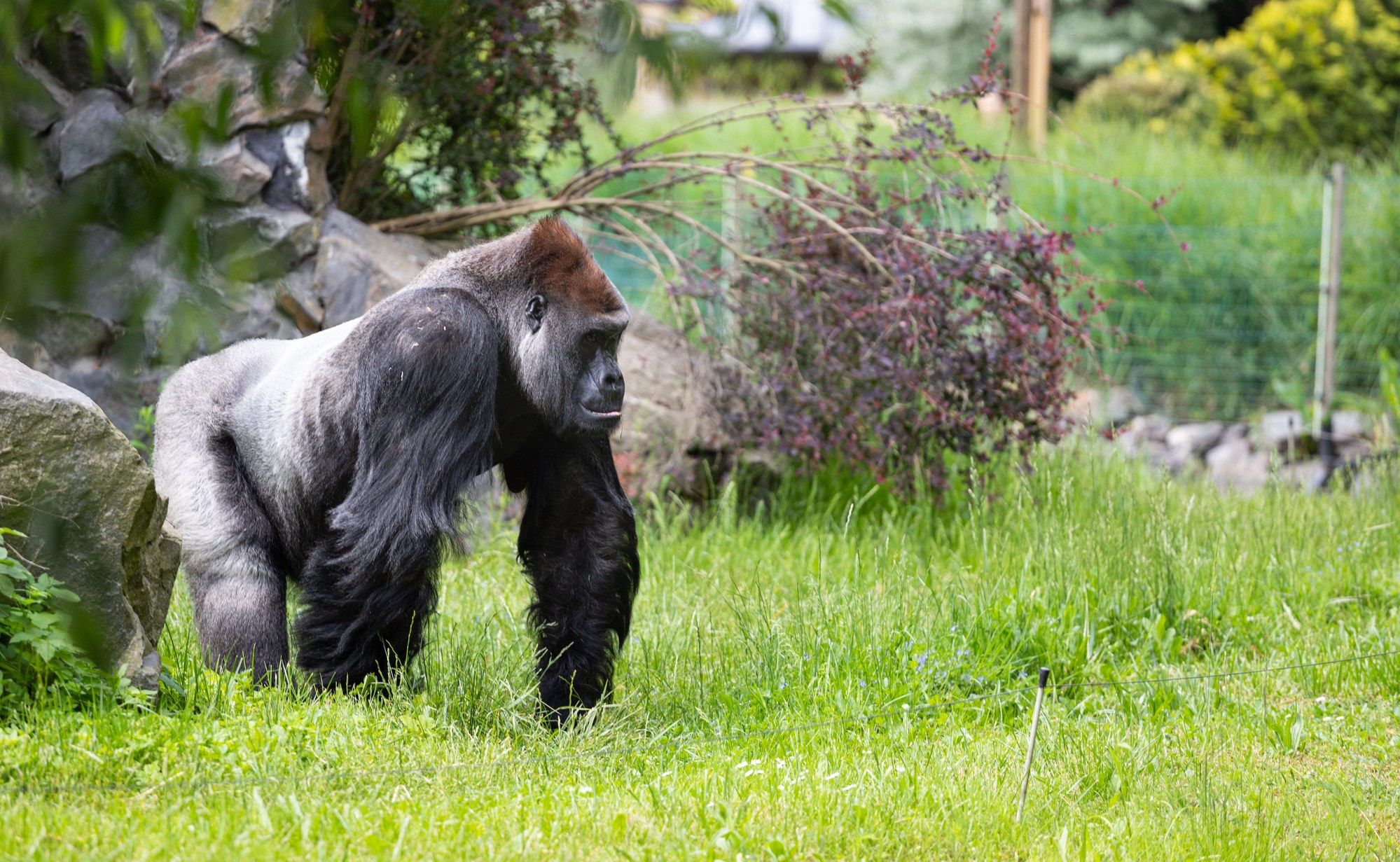 Western lowland gorilla foraging on the forest floor beneath dense Congo Basin rainforest canopy