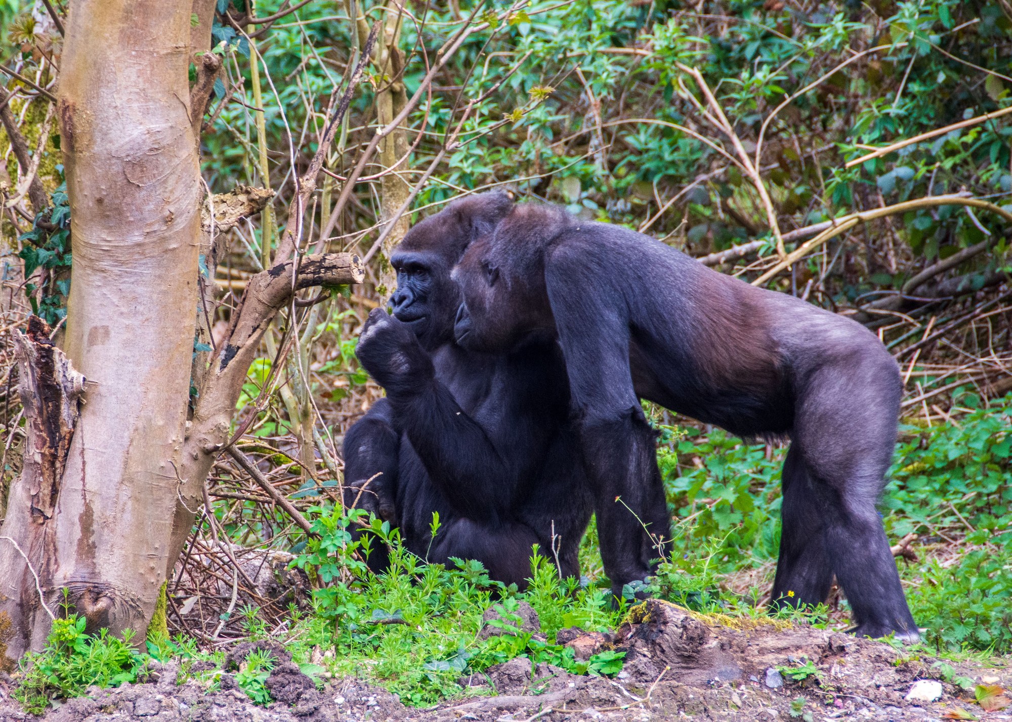 Two adult gorillas in a lush forest setting showcasing natural social troop interaction