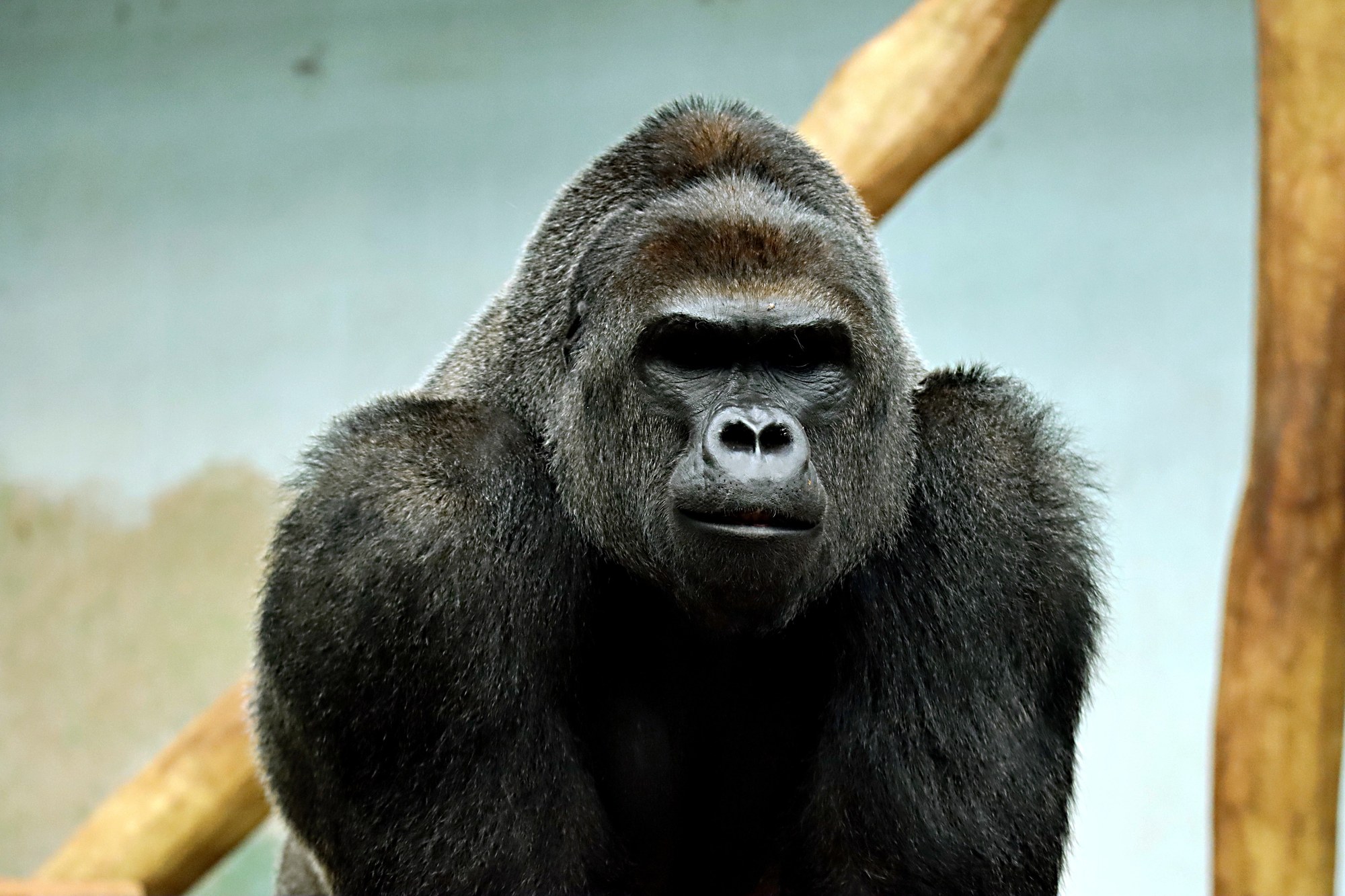 Close-up portrait of a powerful Western Lowland Gorilla silverback showing defined facial features
