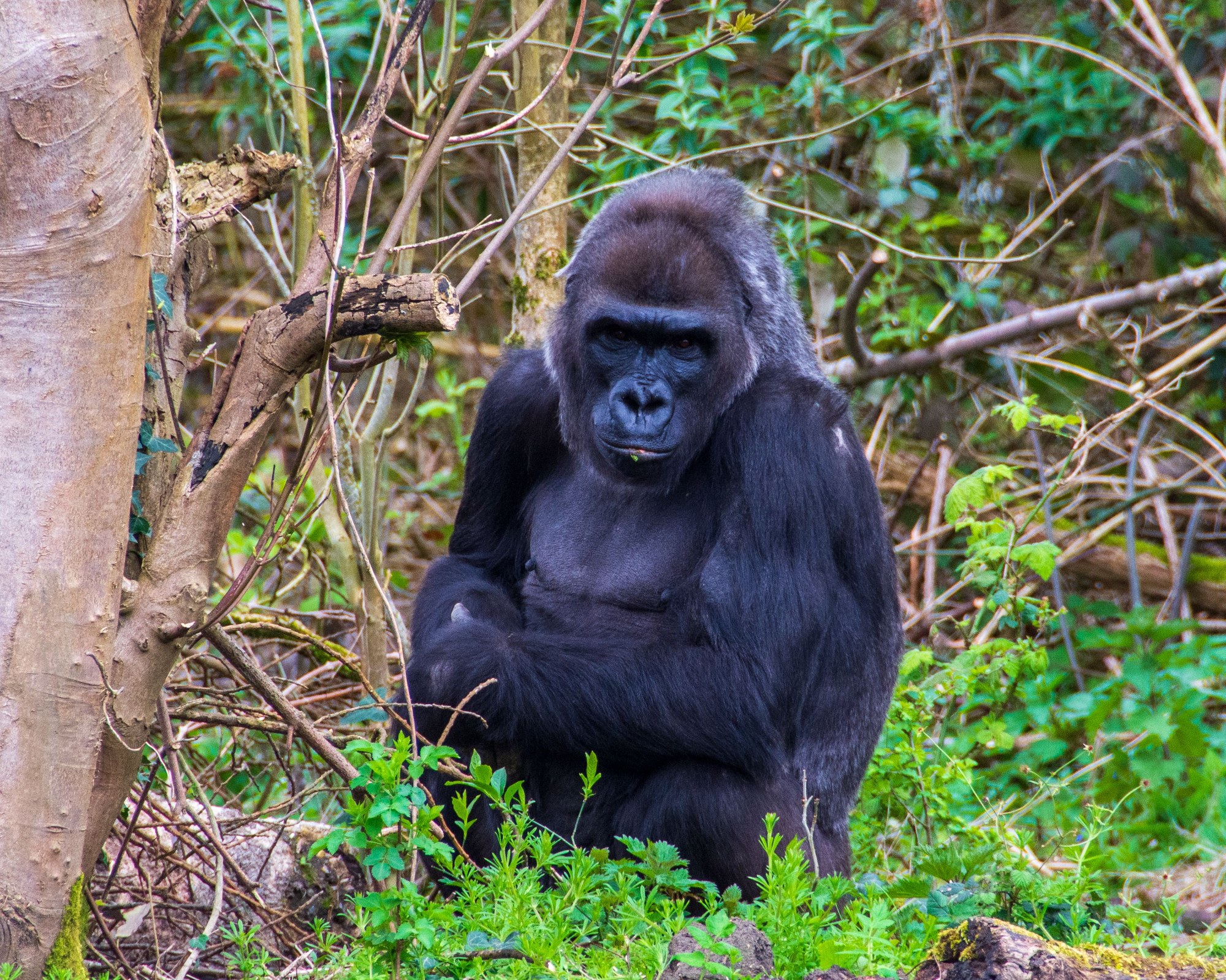 A Western Lowland Gorilla seated peacefully among lush rainforest foliage in natural habitat
