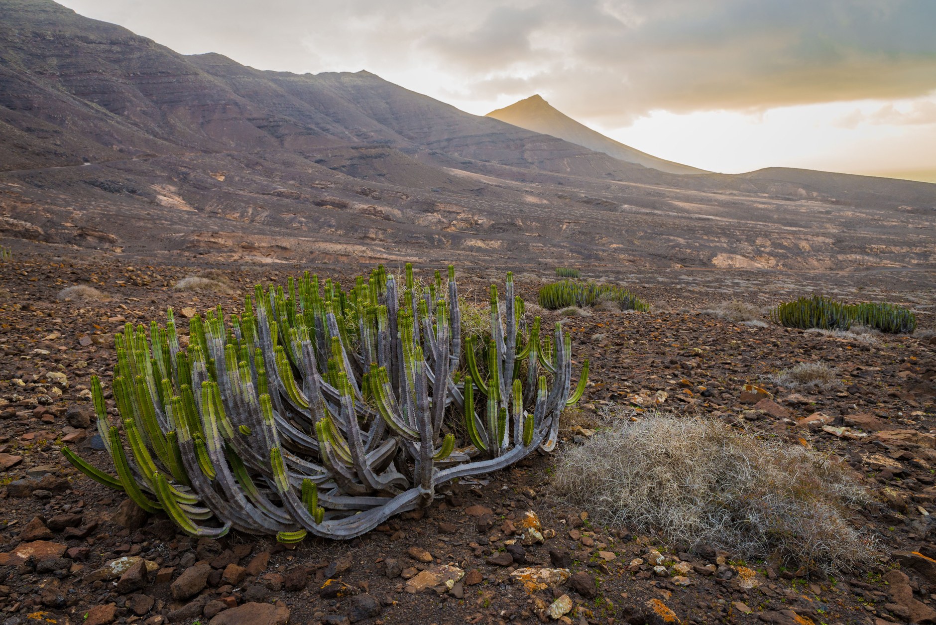 Arid cactus scrubland leading toward the summit of Mount Christoffel