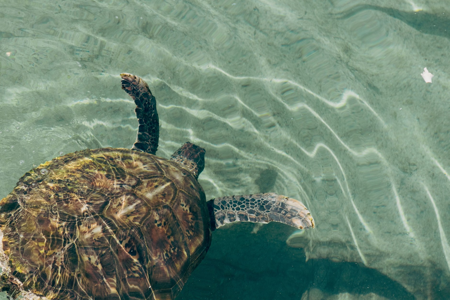 A green sea turtle gliding through the clear shallows off the western coast