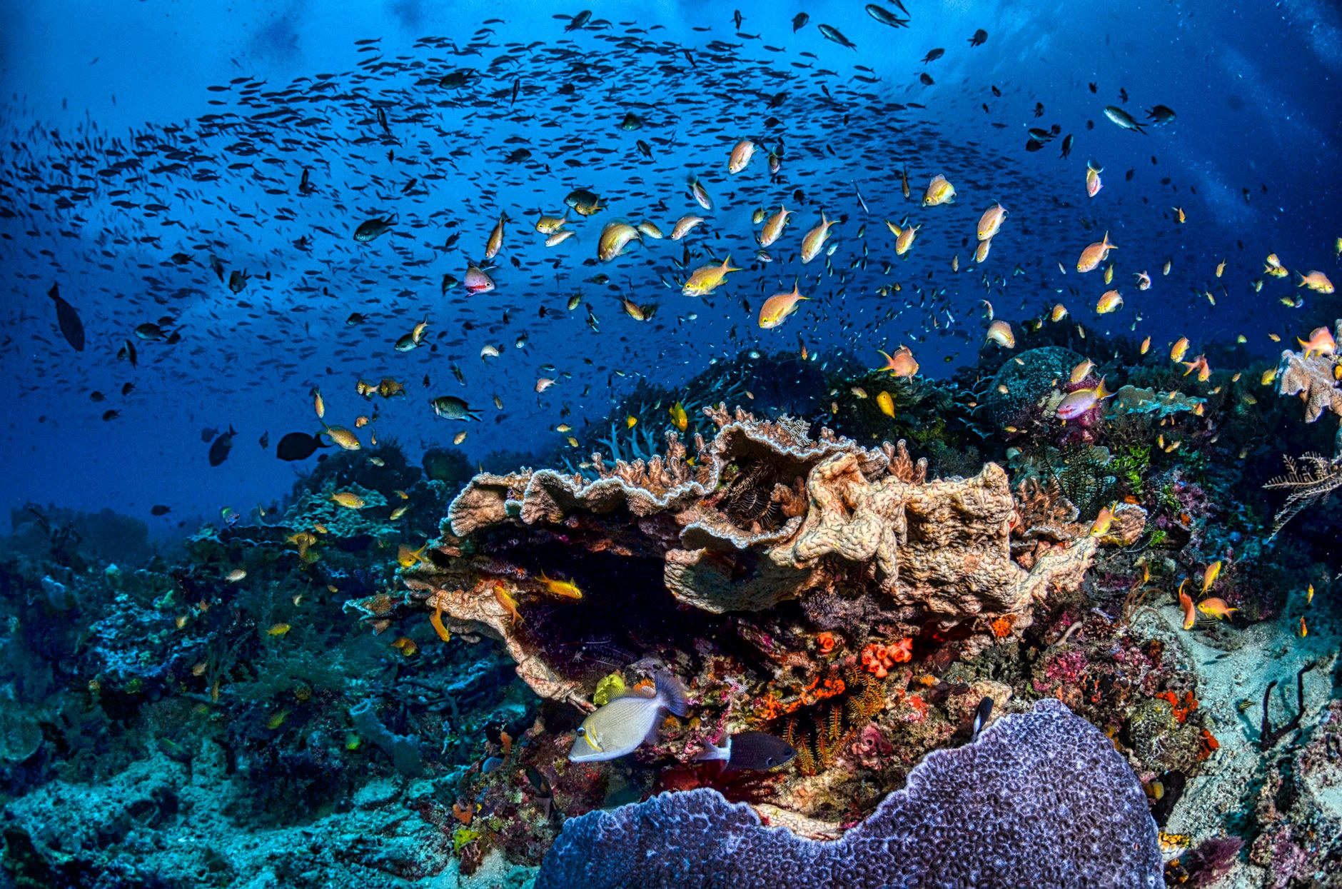 Geothermal bubbles and marine life at Champagne Reef