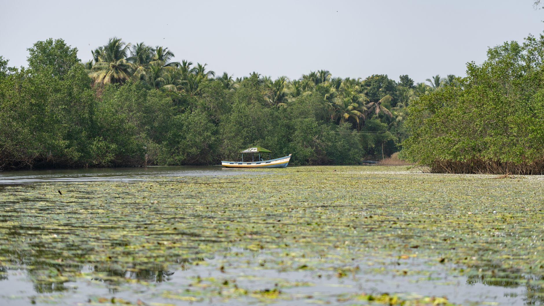 Dense buttressed mangrove trees along the quiet Indian River near Portsmouth