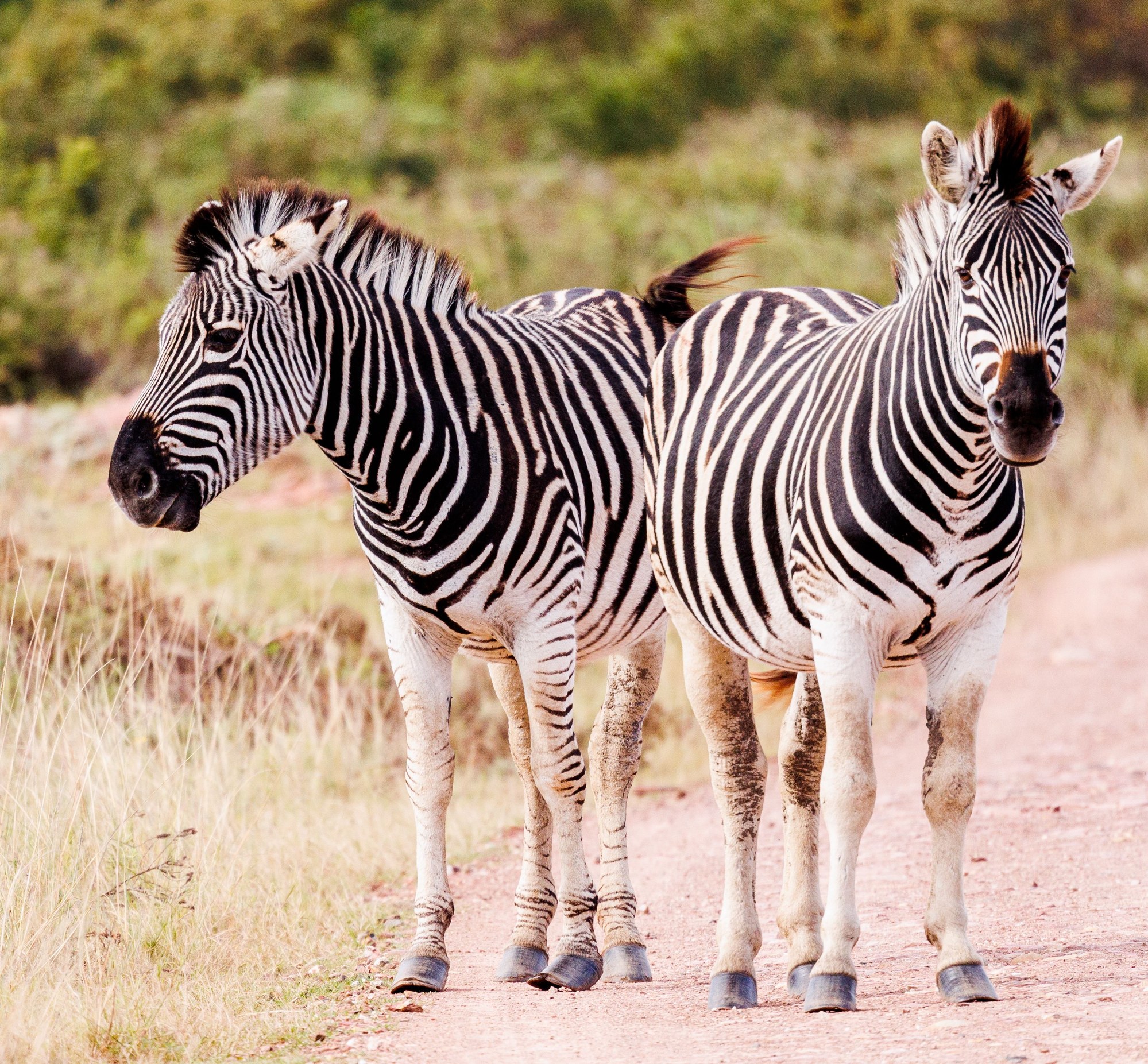 Plains zebras standing along a sandy trail in an African wildlife sanctuary