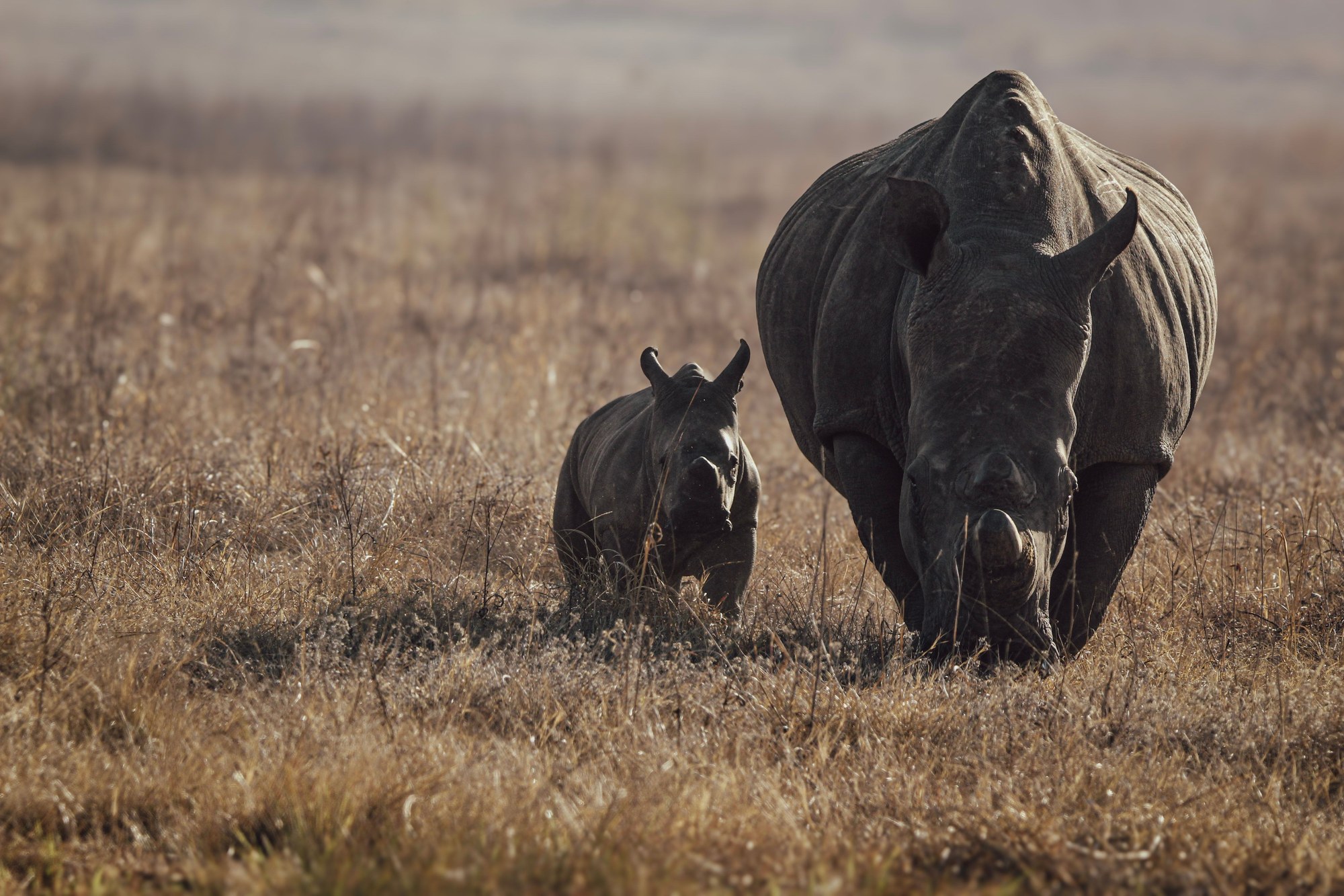 Mother rhinoceros and young calf grazing together in dry bushveld savanna