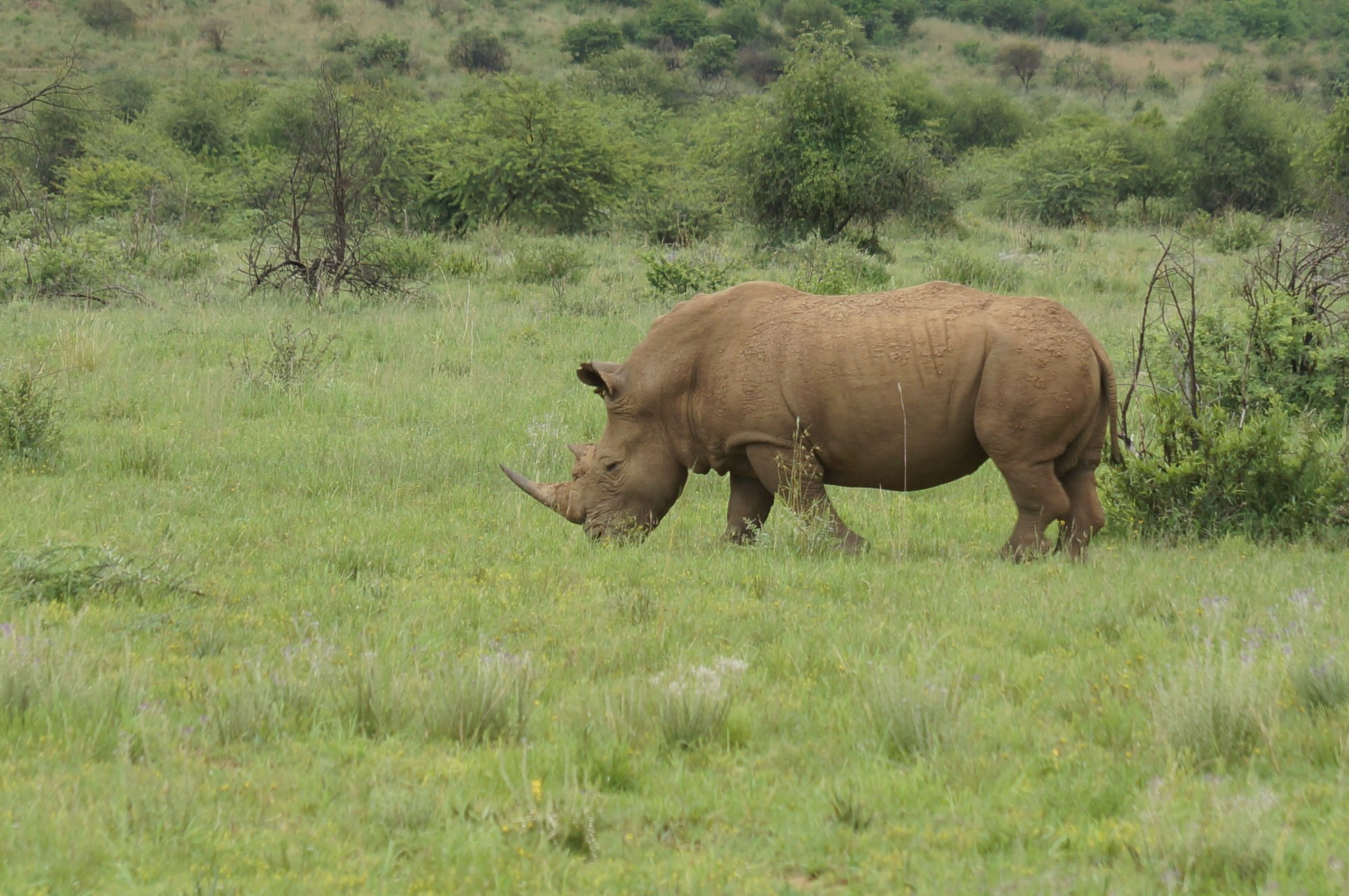 White rhino grazing calmly in green savanna grassland