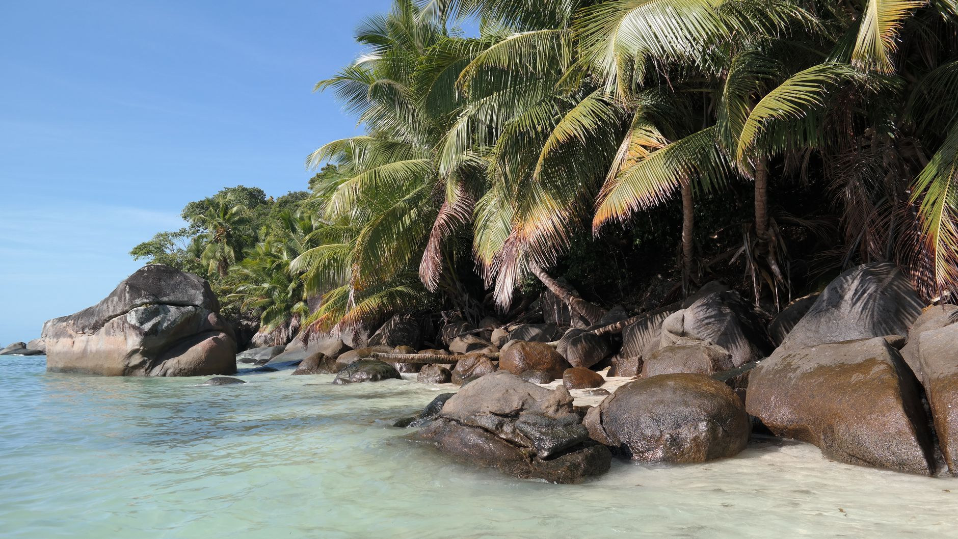 Palm-fringed coastline and historic ruins on Île Royale in the Îles du Salut