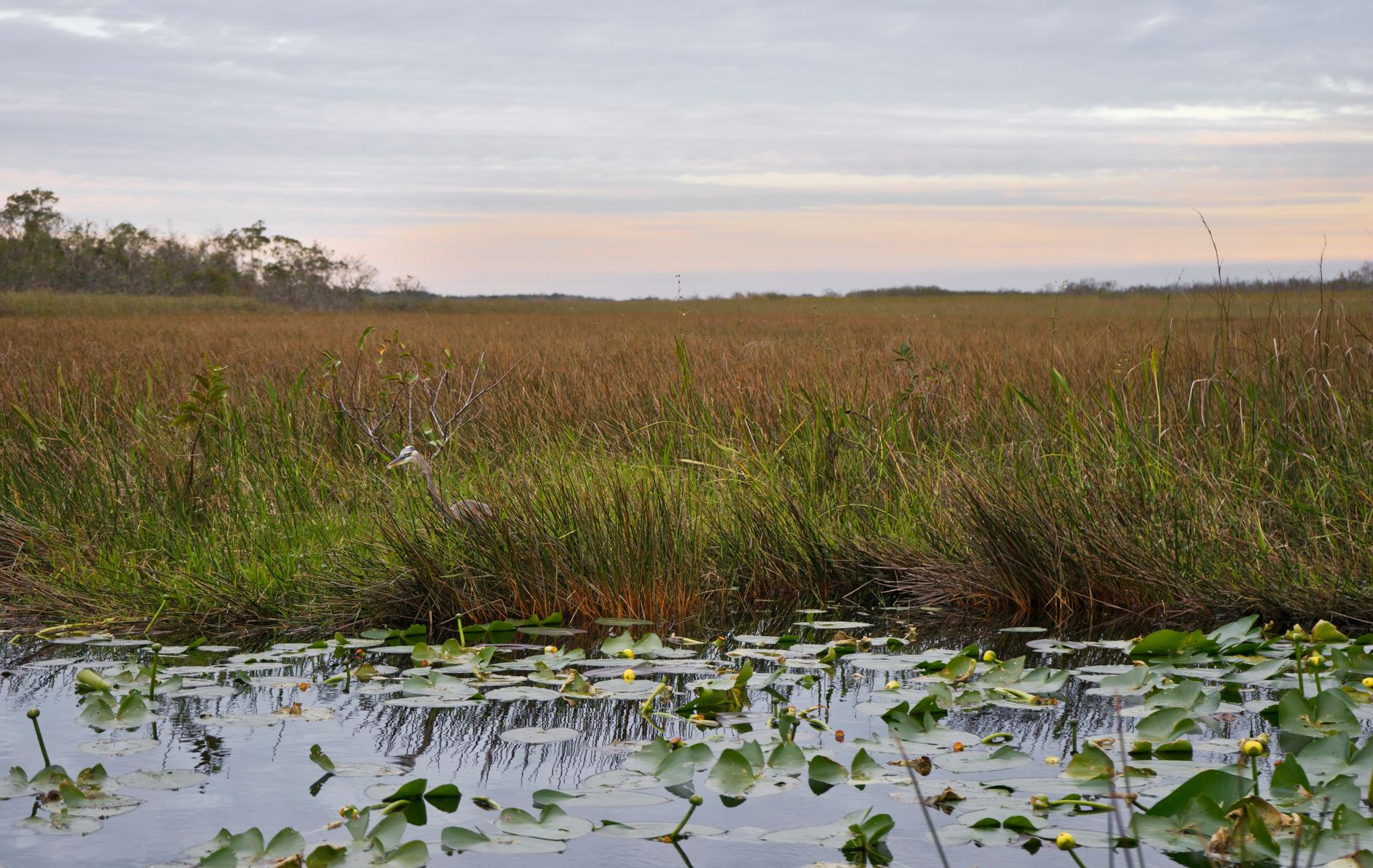 Flooded tropical savannah and wetlands in the Kaw-Roura Nature Reserve
