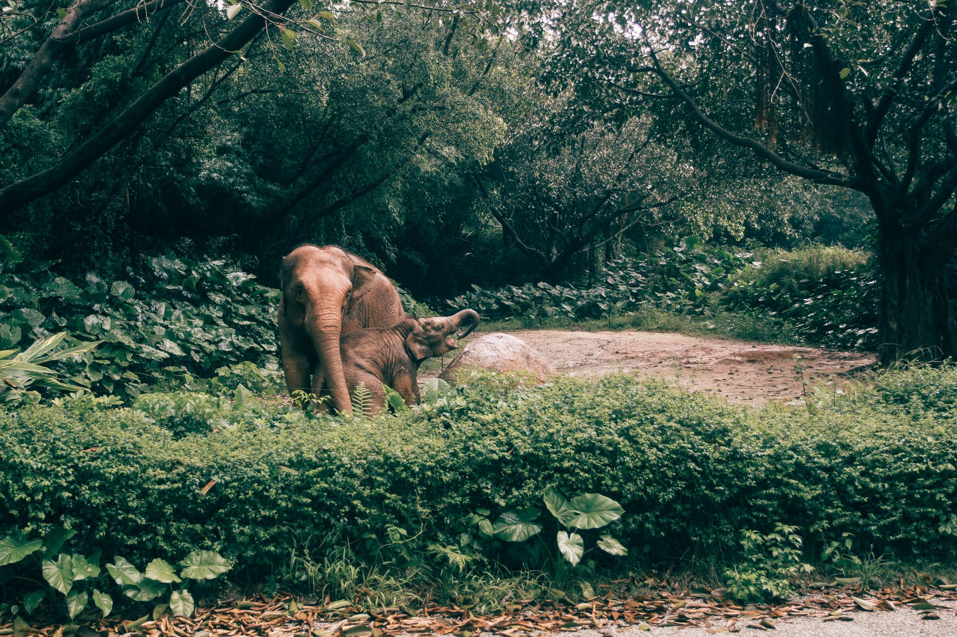 An African forest elephant foraging within the lush green foliage of coastal savannah
