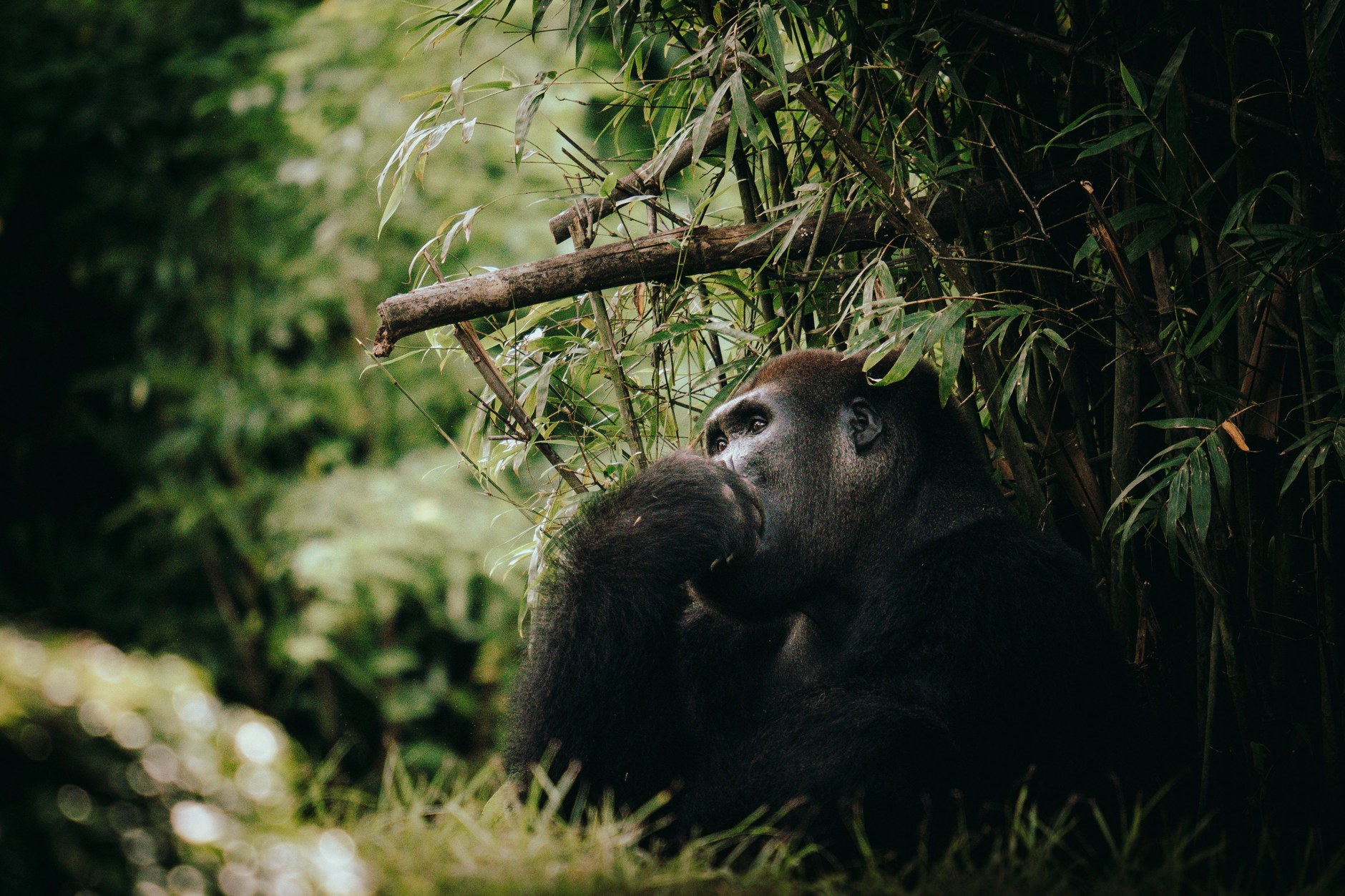 Western lowland gorilla resting amidst the dense green foliage of Central Africa's rainforest