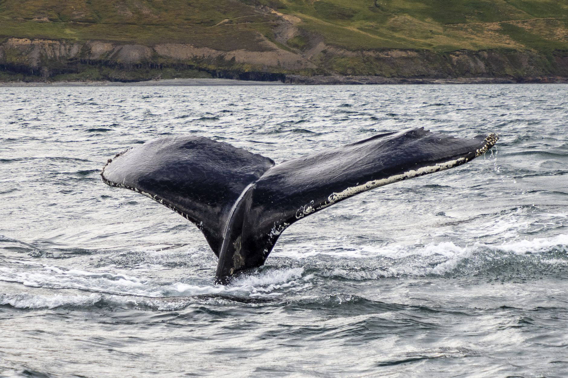 Humpback whale tail breaching the surface in Disko Bay