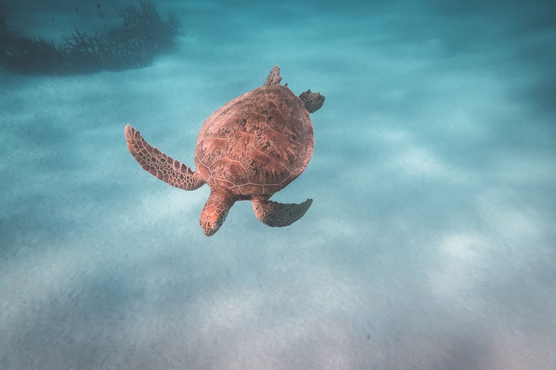 Green sea turtle gliding over clear coral shallows in the Baradal turtle sanctuary