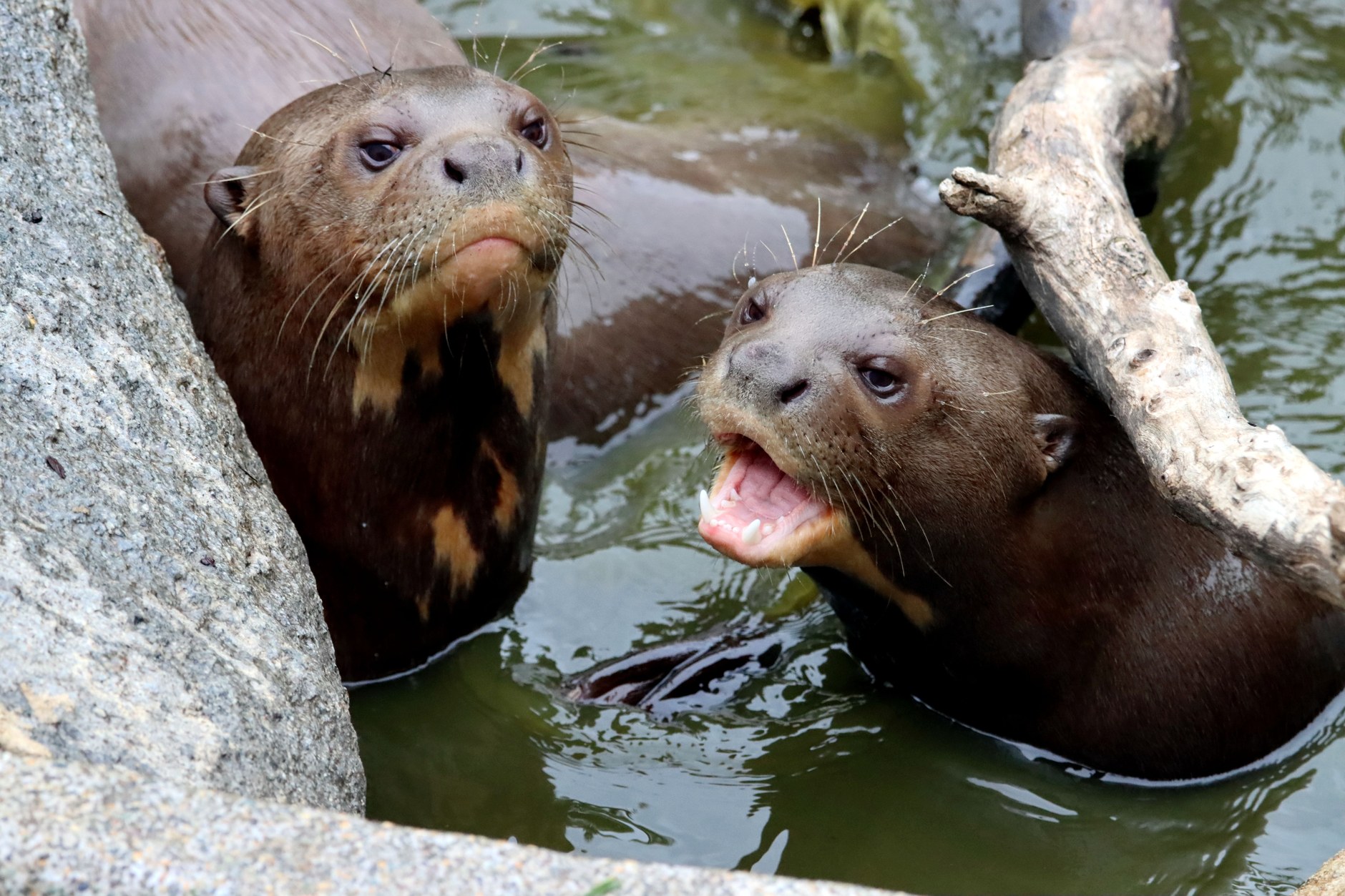 Two giant river otters interacting naturally in freshwater river shallows