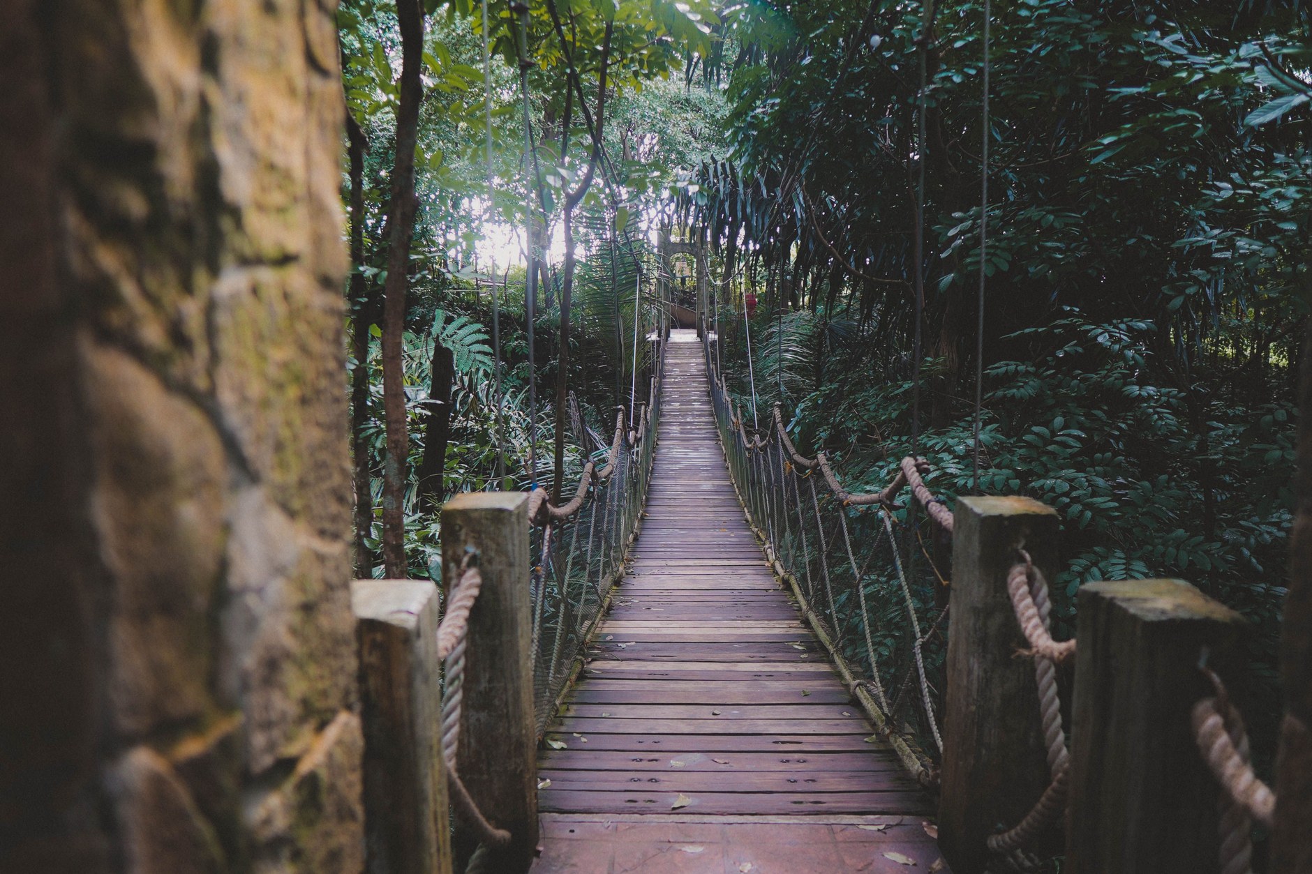 Suspension bridge walkway traversing the high rainforest canopy in Iwokrama