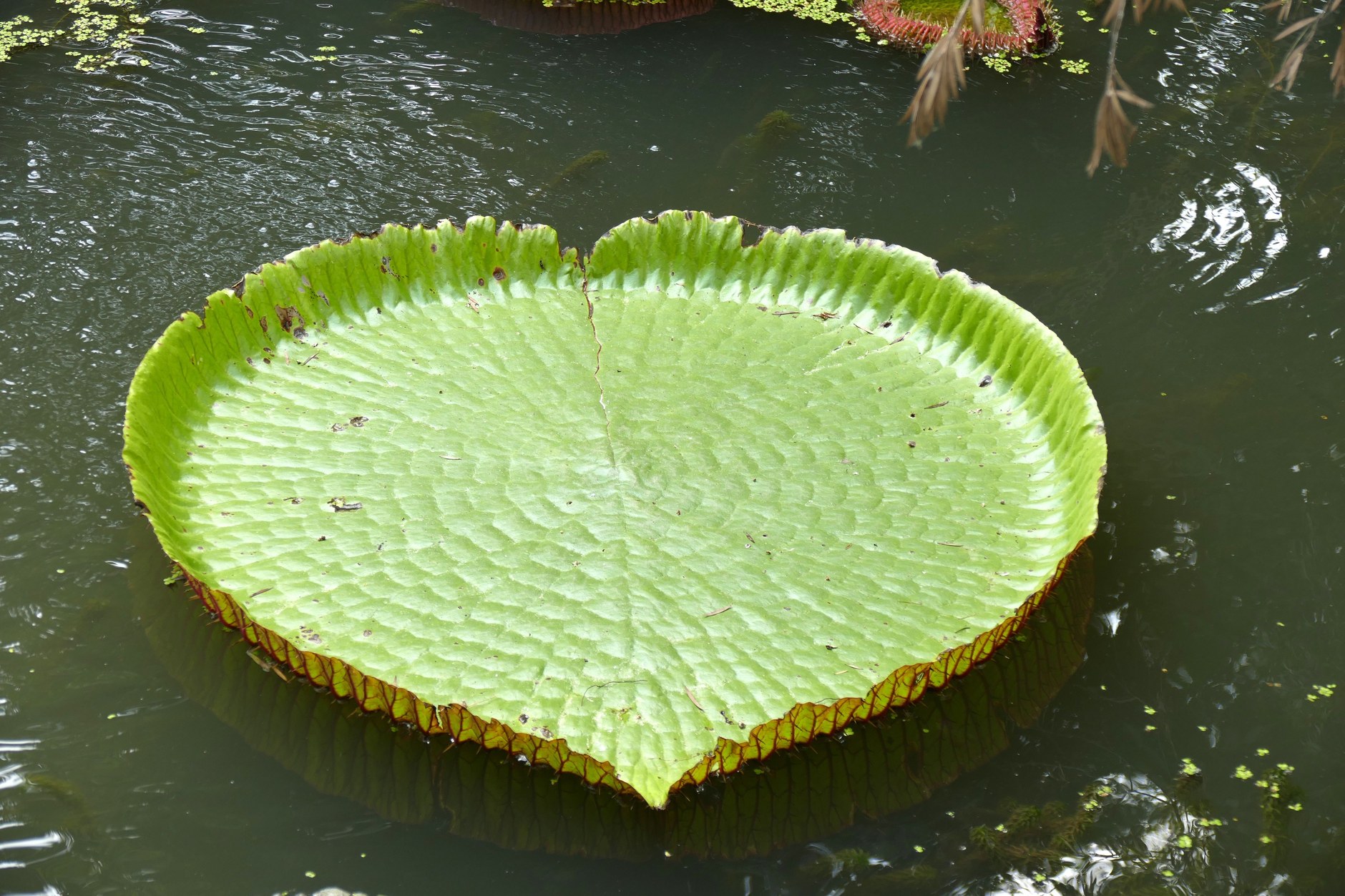 Giant Victoria amazonica water lily leaves floating on peaceful inland river waters