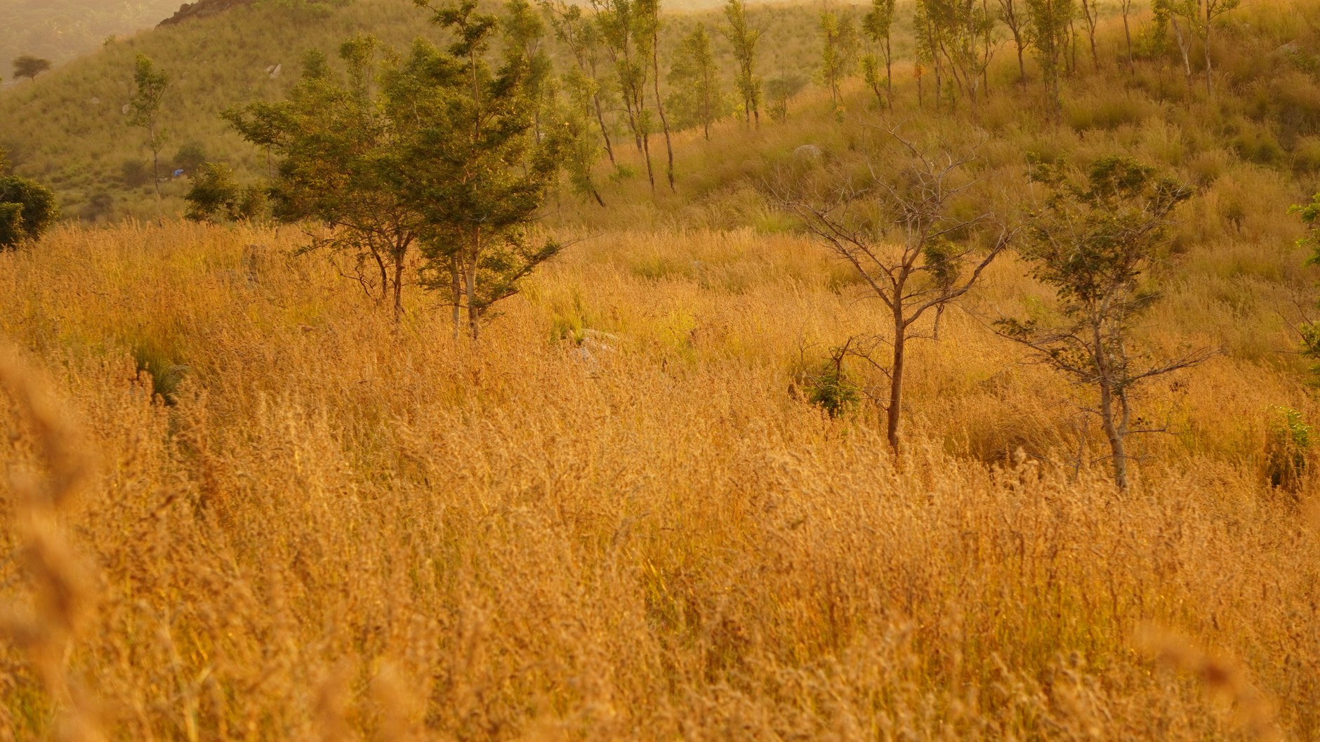 Golden sunset illuminating savannah grasslands and isolated trees in the Rupununi