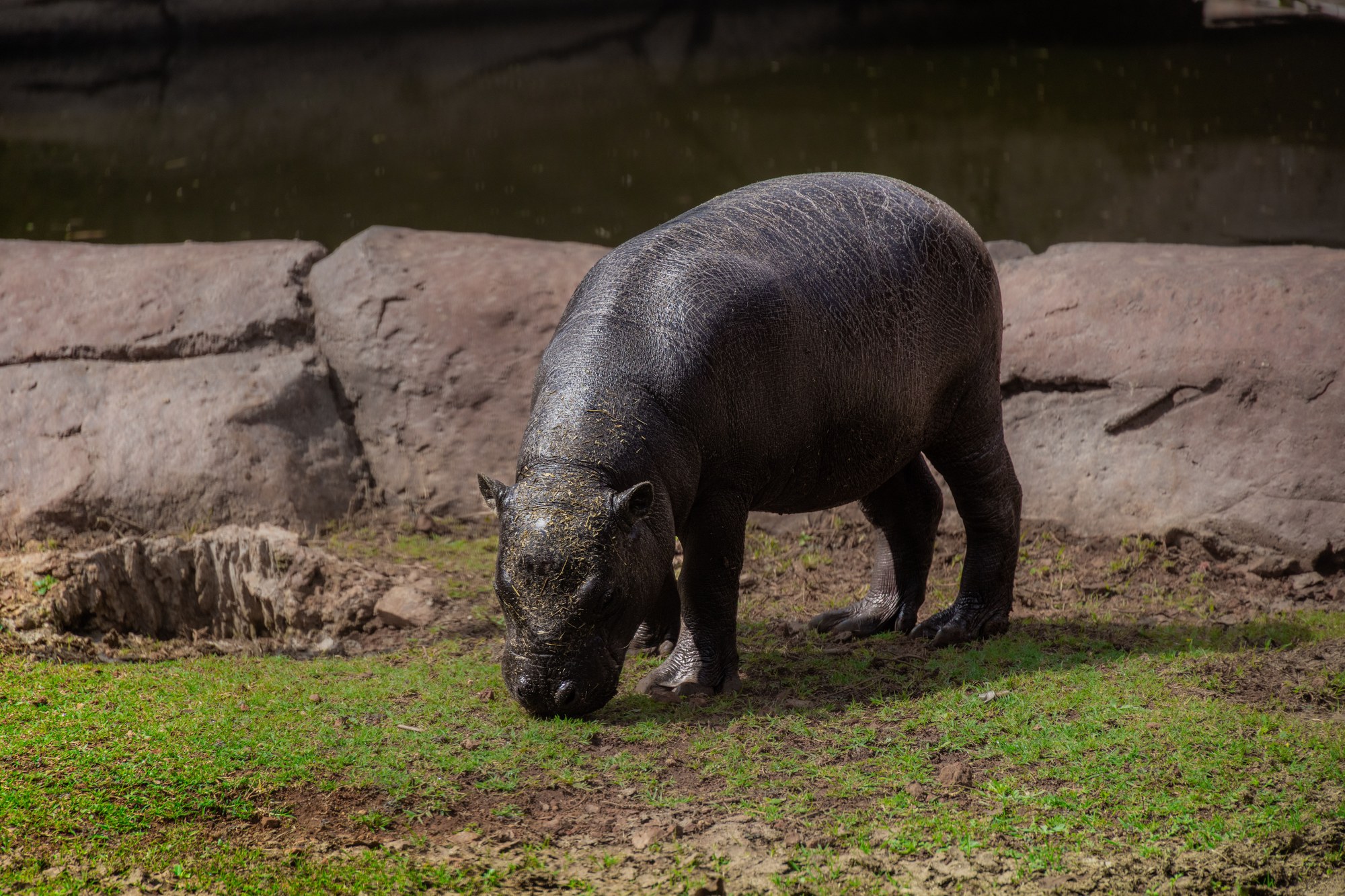 A rare pygmy hippopotamus grazing quietly near water, native to Liberia's Upper Guinean rainforests