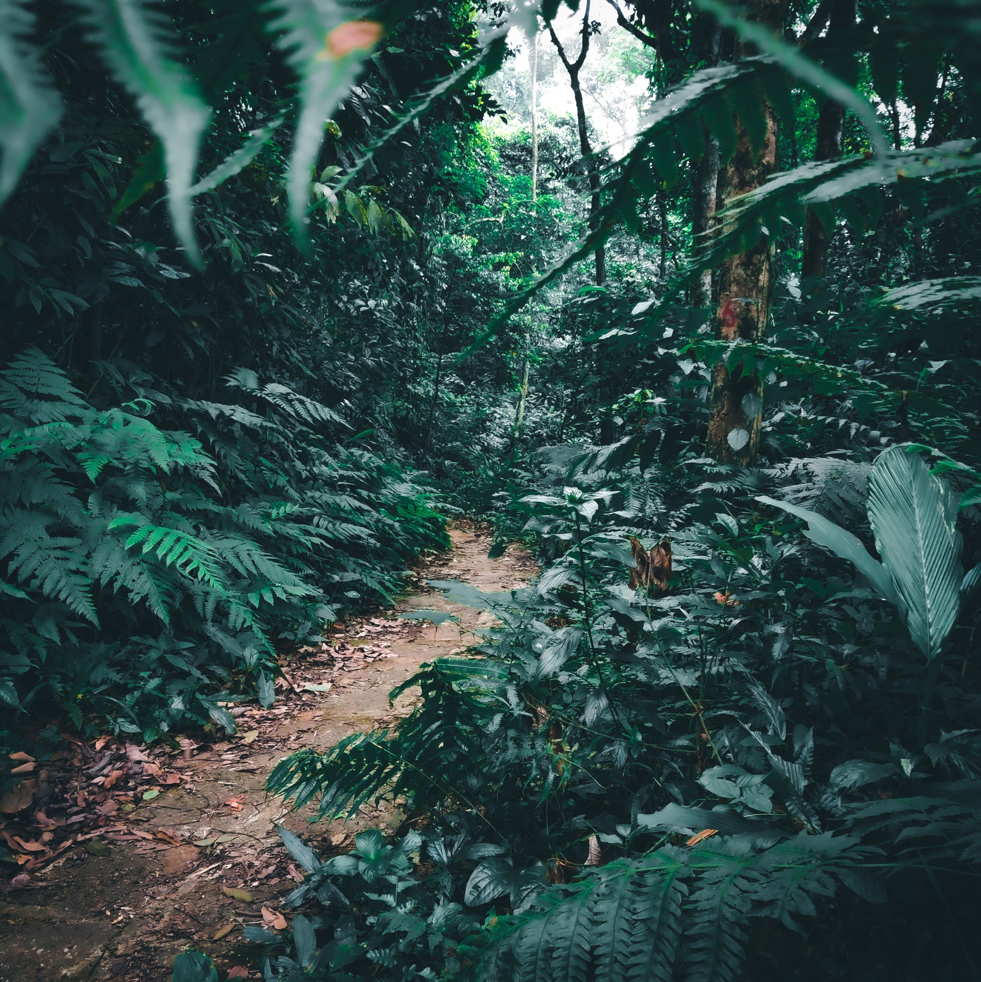 Lush tropical rainforest trail beneath towering green canopy trees