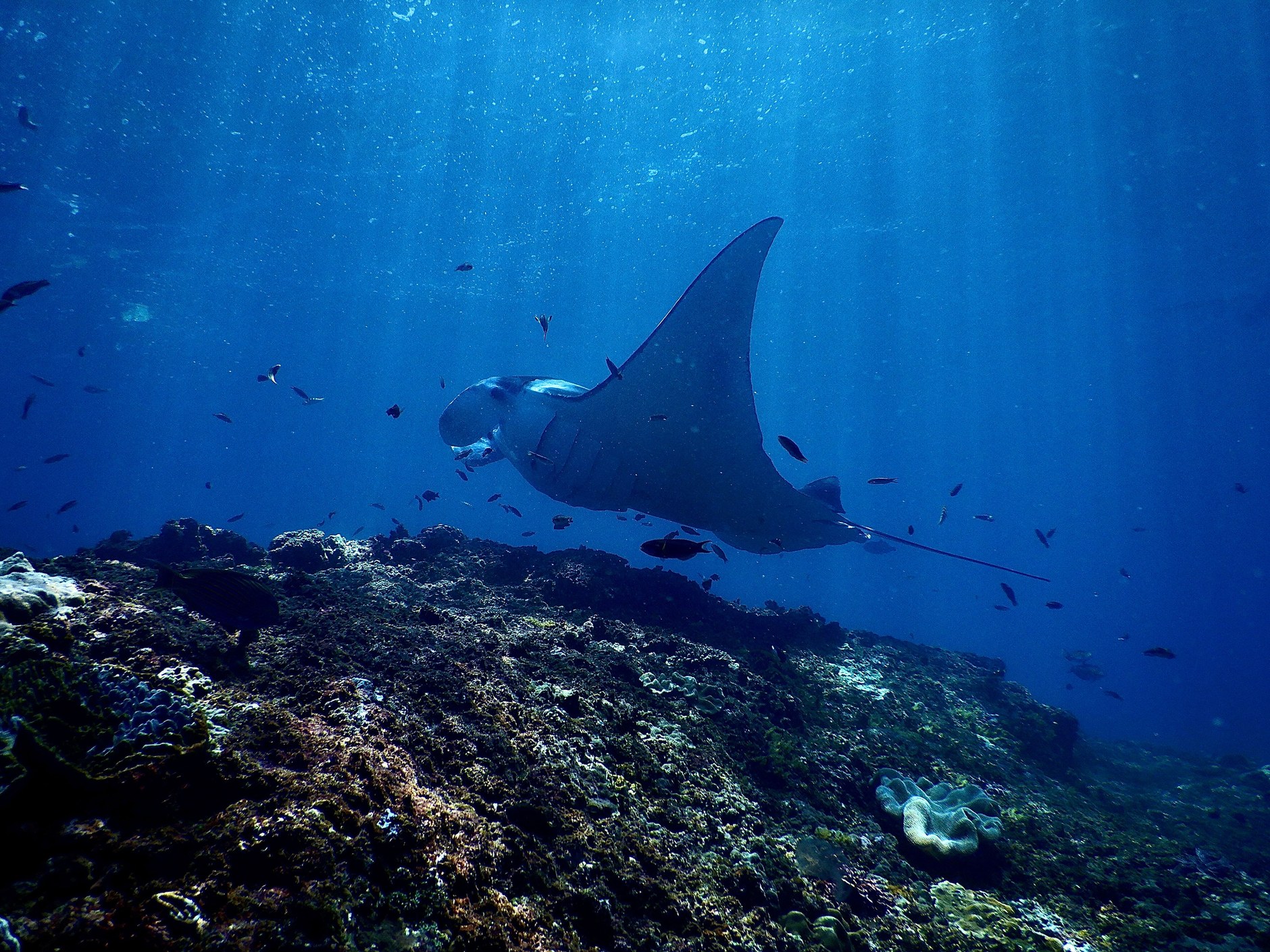 Giant manta ray hovering above cleaning stations on offshore coral reefs
