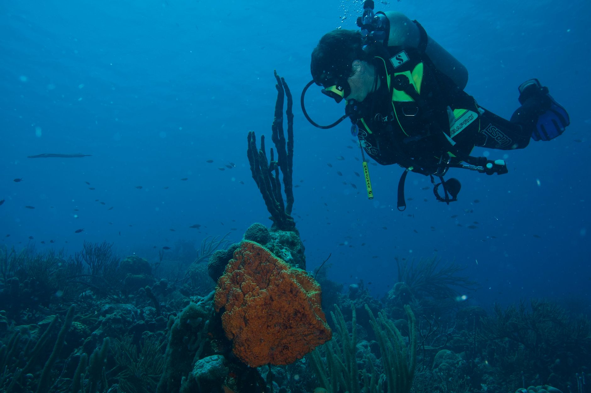 Scuba diver inspecting intricate coral formations along the fringing reef off the coast of Kralendijk in Bonaire