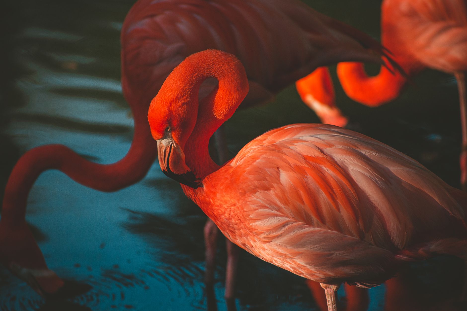 Flock of bright pink Caribbean flamingos wading through shallow coastal waters in the Pekelmeer sanctuary on Bonaire