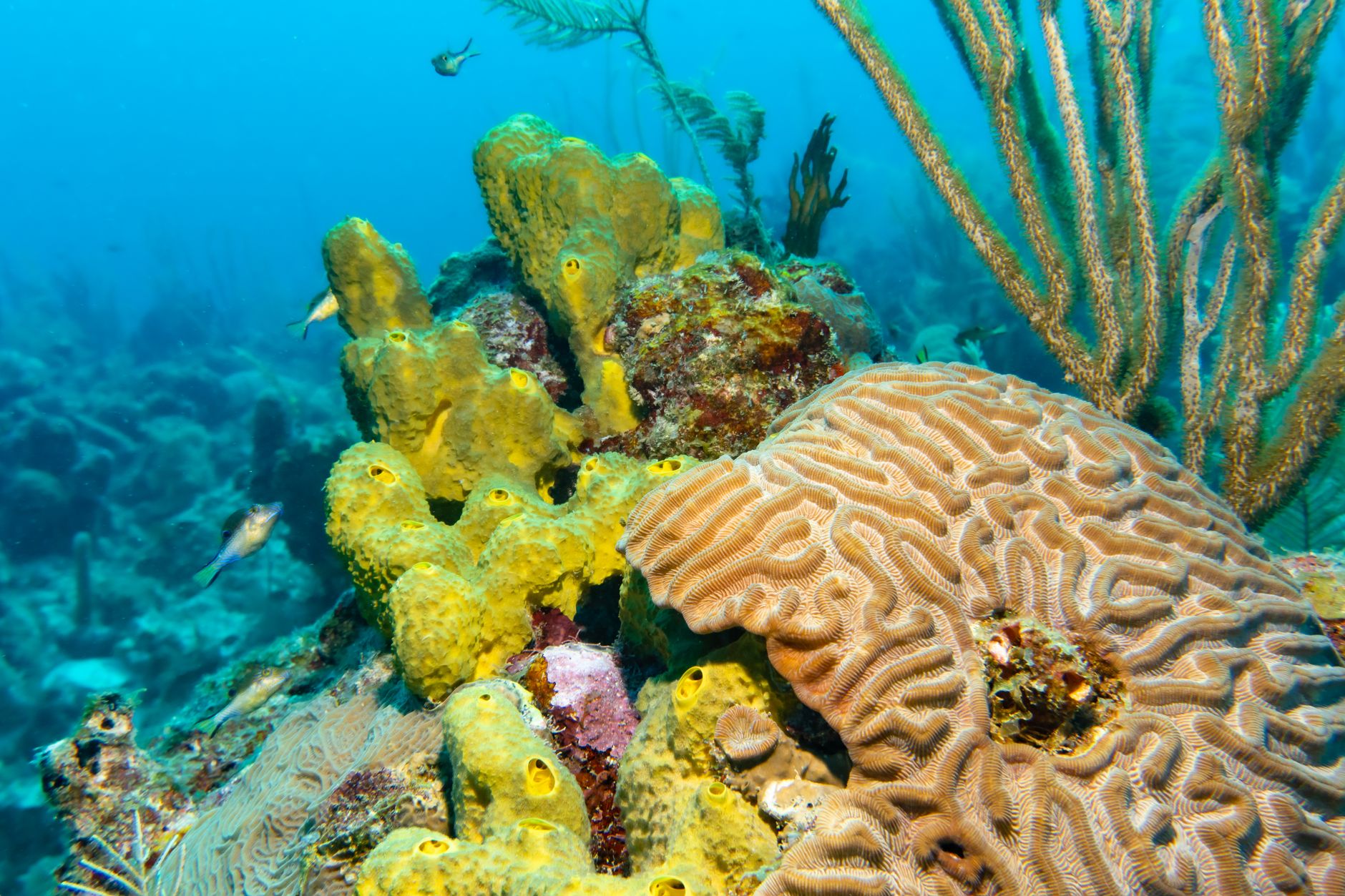 Underwater marine environment showing healthy hard and soft corals surrounded by small reef fish