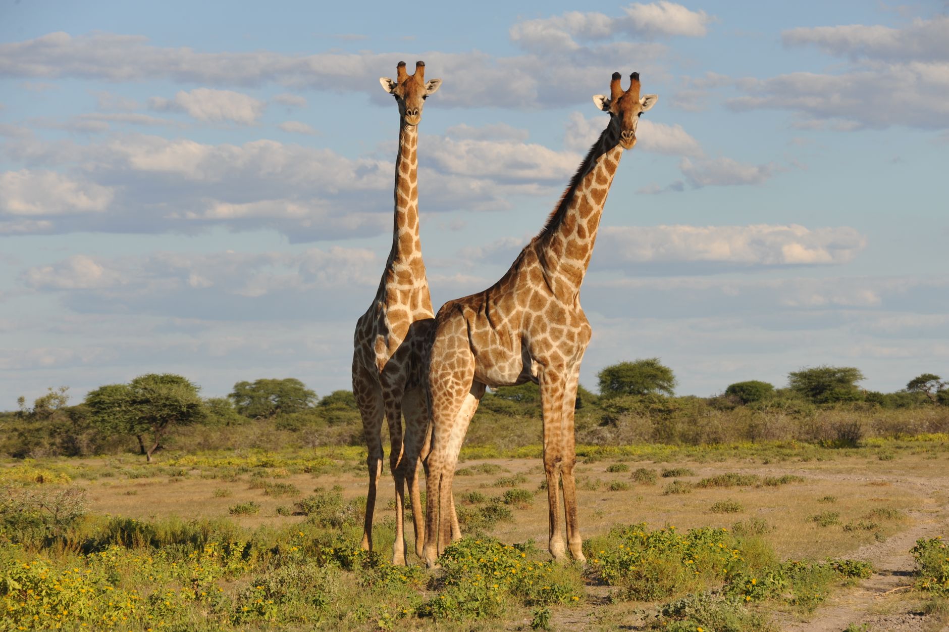 Two West African giraffes roaming the thorny acacia savanna in the Sahel region