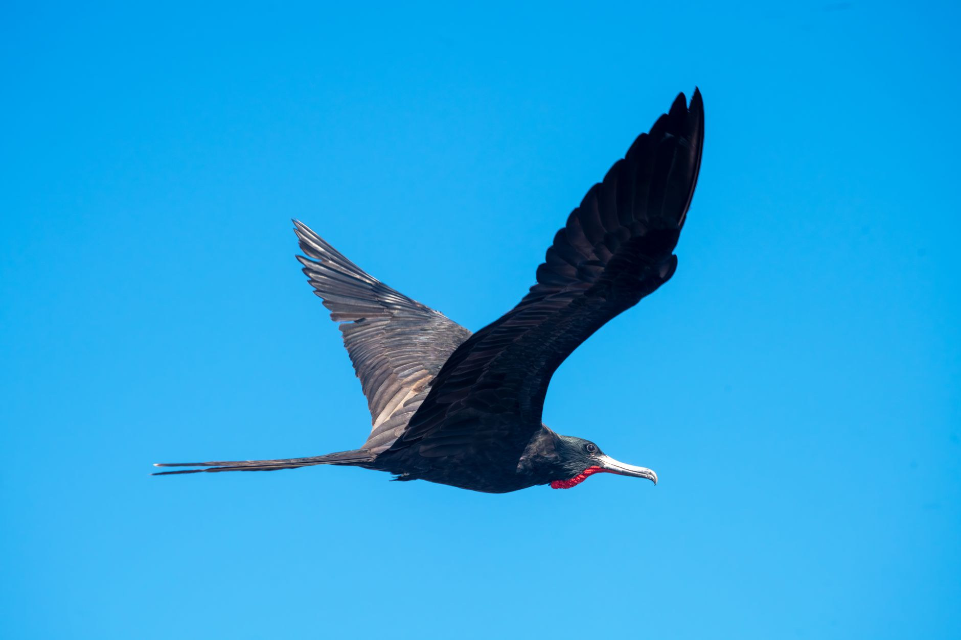 A magnificent frigatebird with wide pointed wings soaring against a clear sky over a coastal nature sanctuary