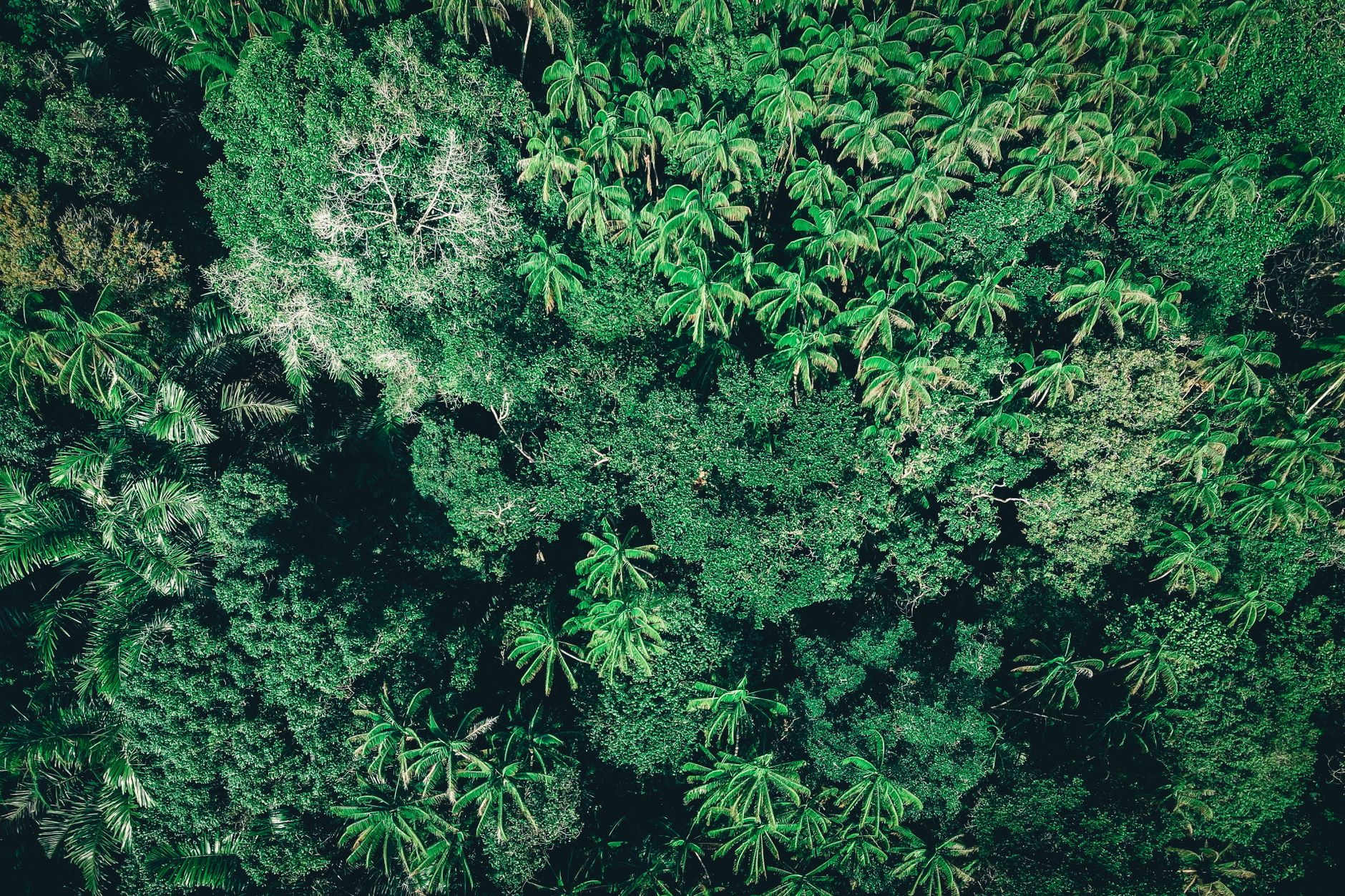 Lush tropical rainforest canopy with towering palm trees, bamboo clusters, and dense green undergrowth