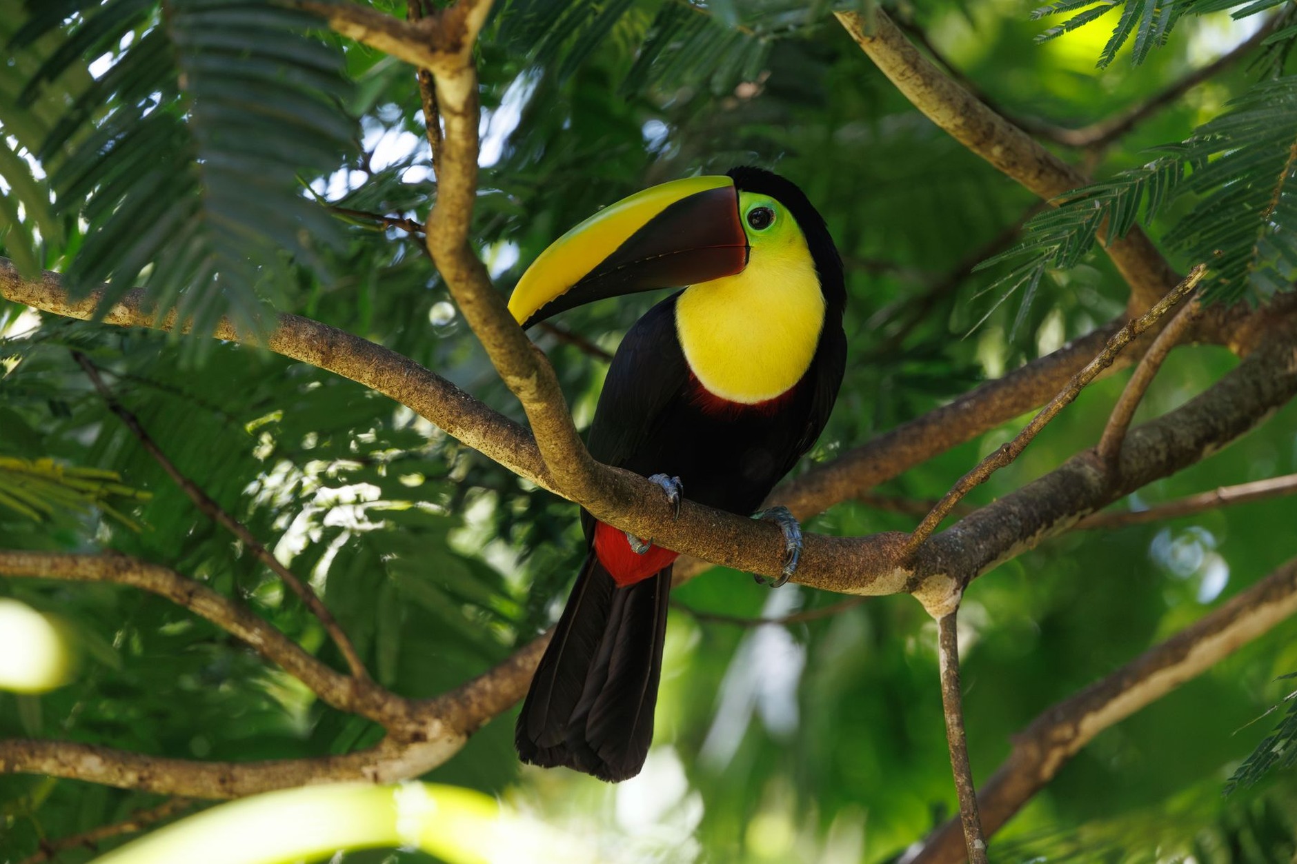 Toco toucan with its vibrant orange beak perched upon a tropical rainforest branch in the Iguazú jungle