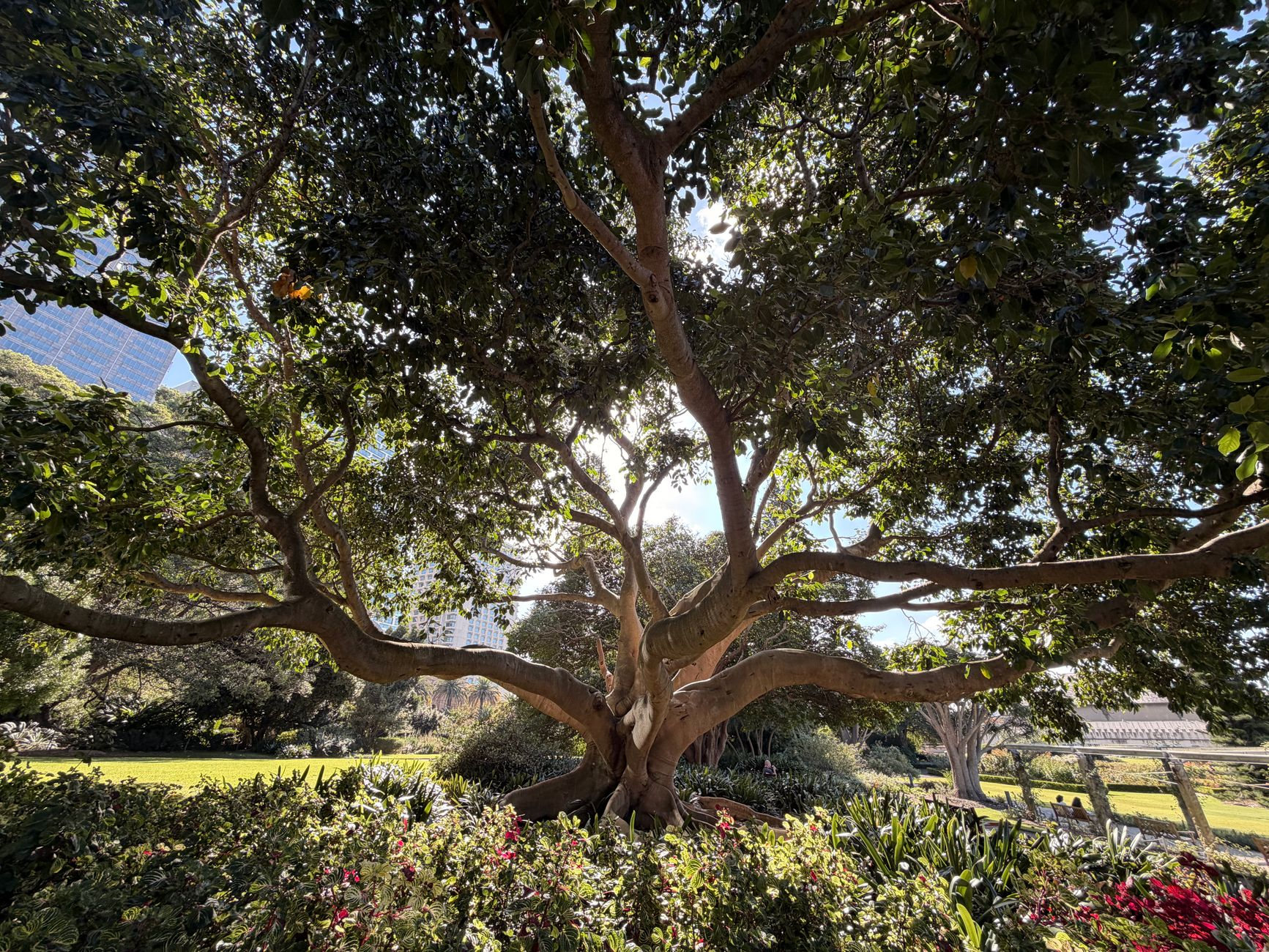 A tree in Sydney's Royal Botanic Garden