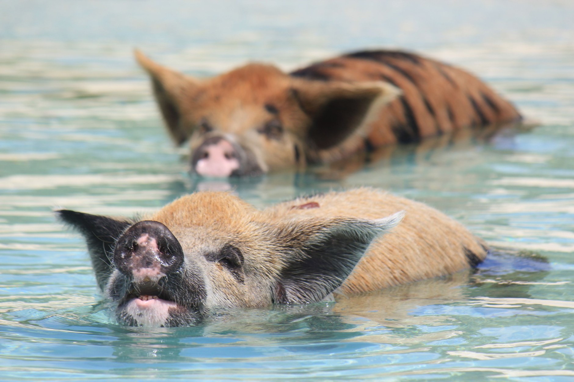 Pigs swimming in shallow clear turquoise ocean waters near the white sand shoreline of Big Major Cay
