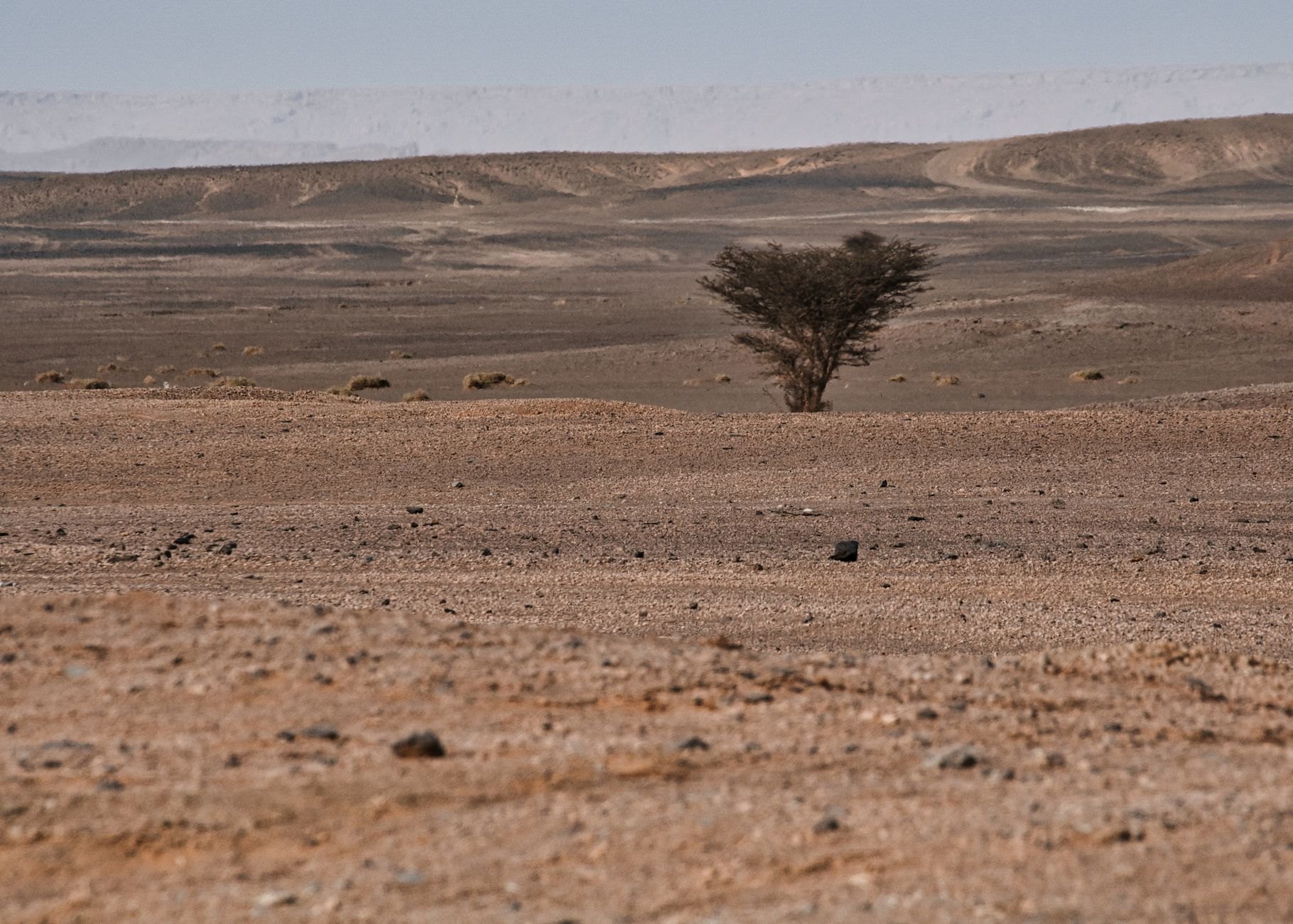 Solitary lush green prosopis tree standing alone upon a barren desert dune under bright sunshine in southern Bahrain