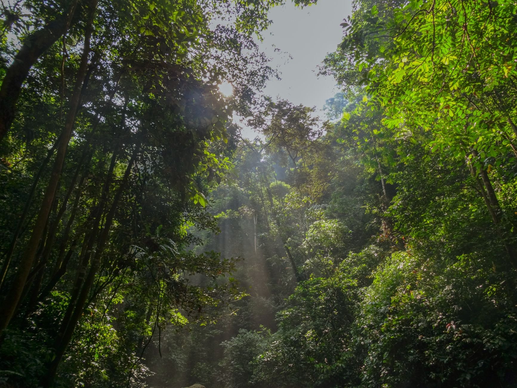 Towering tropical rainforest trees with hanging lianas and sunbeams filtering through dense green canopy in Lawachara
