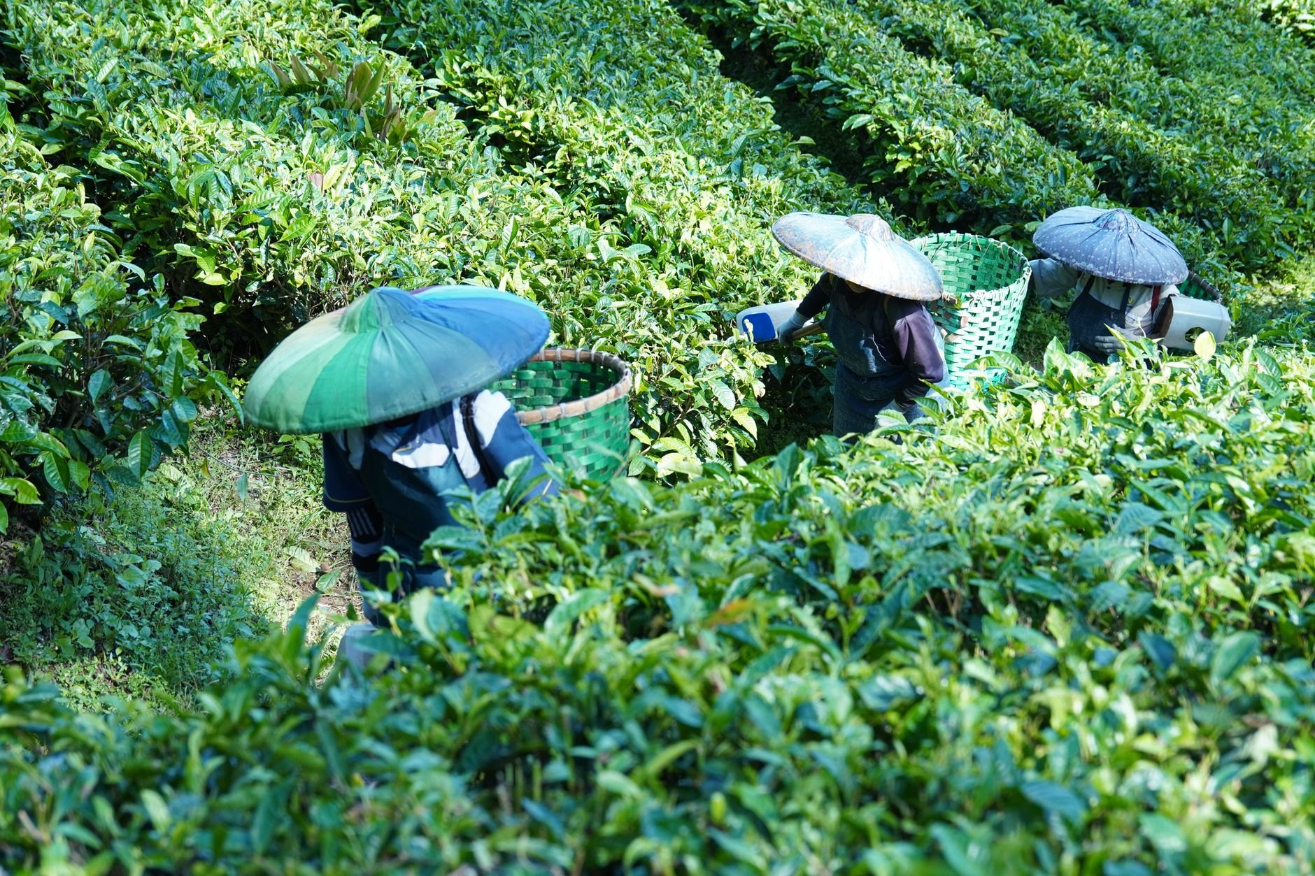 Lush rolling green hills carpeted with emerald tea bushes under a canopy of shade trees in Srimangal tea estate