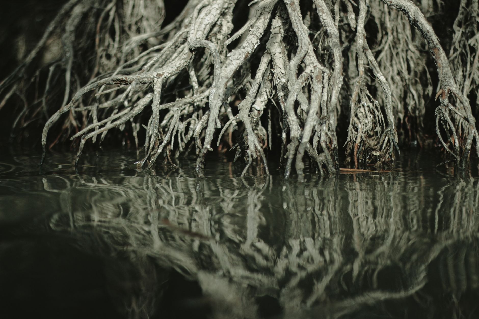 Winding tidal river flanked by dense green mangrove trees and exposed breathing roots reflecting on calm brackish water