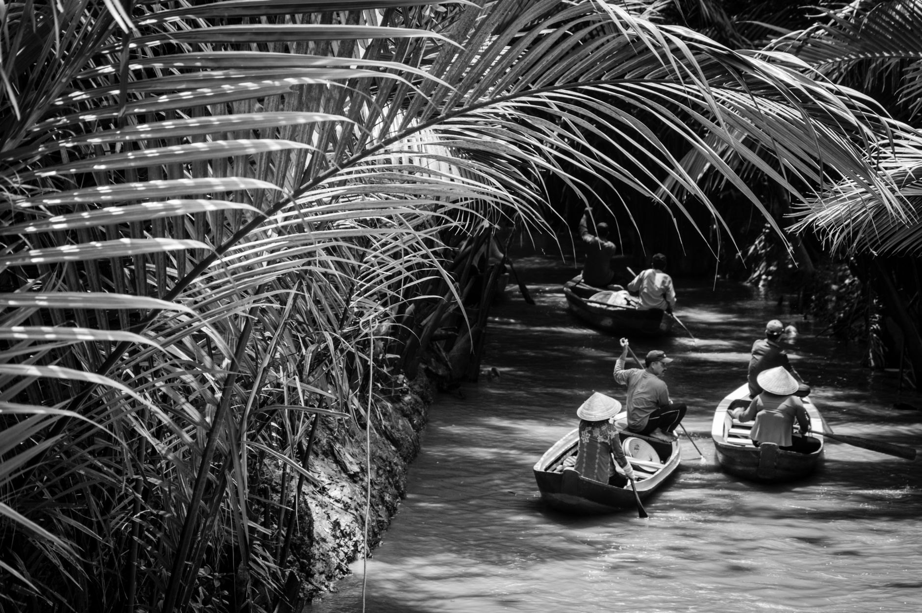 Small wooden non-motorized boat silently gliding through a narrow muddy creek lined with sundari mangrove trees