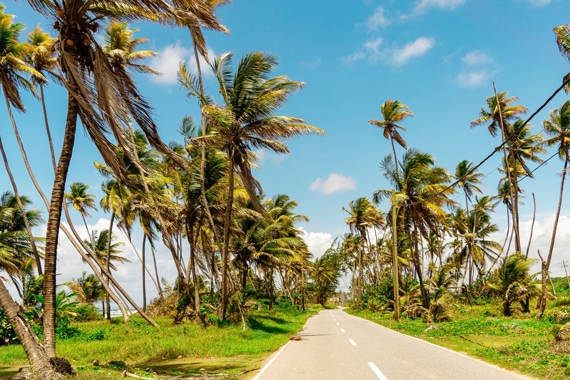 Sunlit coastal highway lined with leaning coconut palms and blooming bougainvillea overlooking the blue sea